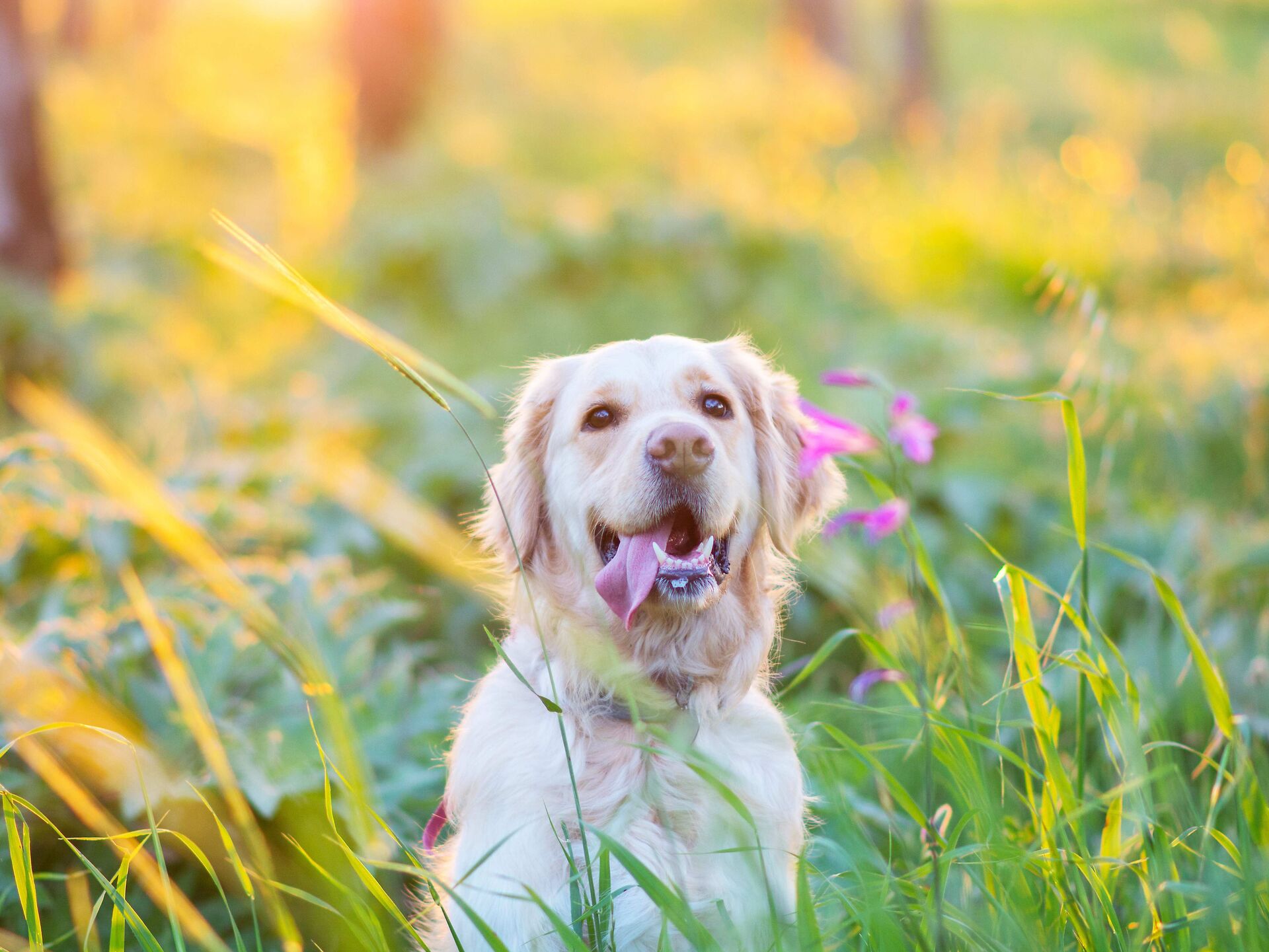 Spiel und Spaß mit dem Hund im Garten – das ist zu beachten