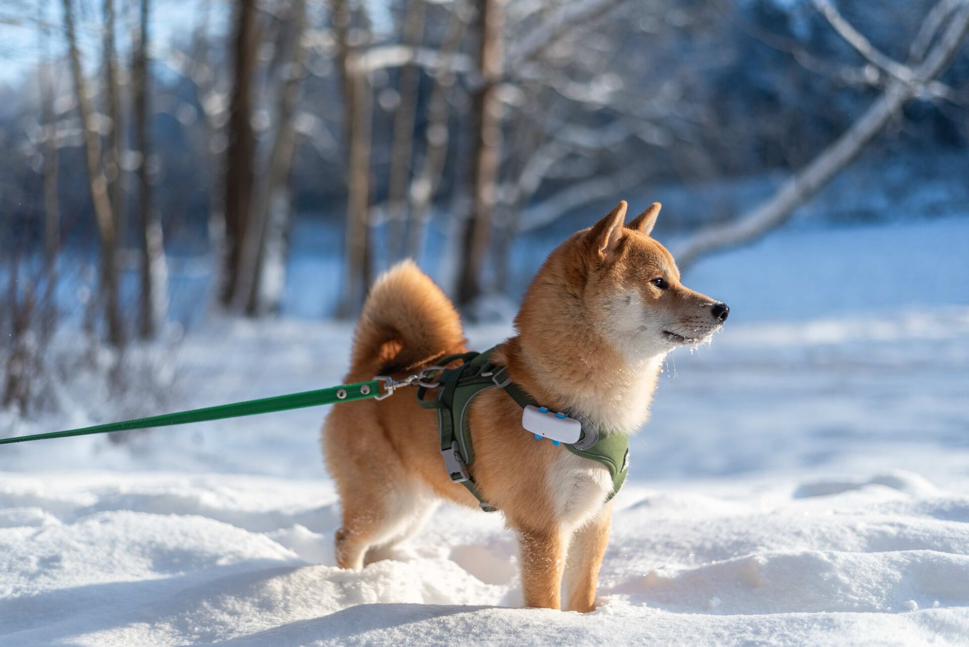 Ein Hund steht im Schnee und trägt ein Geschirr mit einem GPS-Sender.