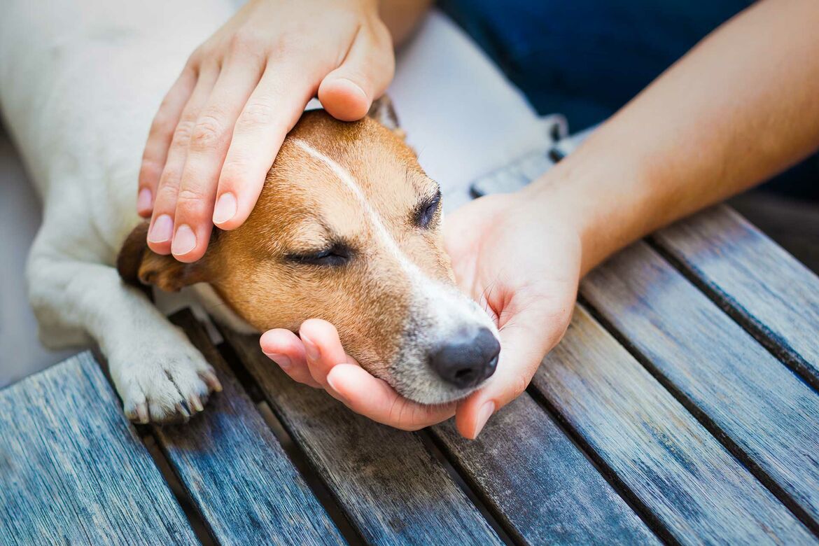 Ihr Hund Frisst Gras Das Sollten Sie Beachten Liebenswert Magazin My