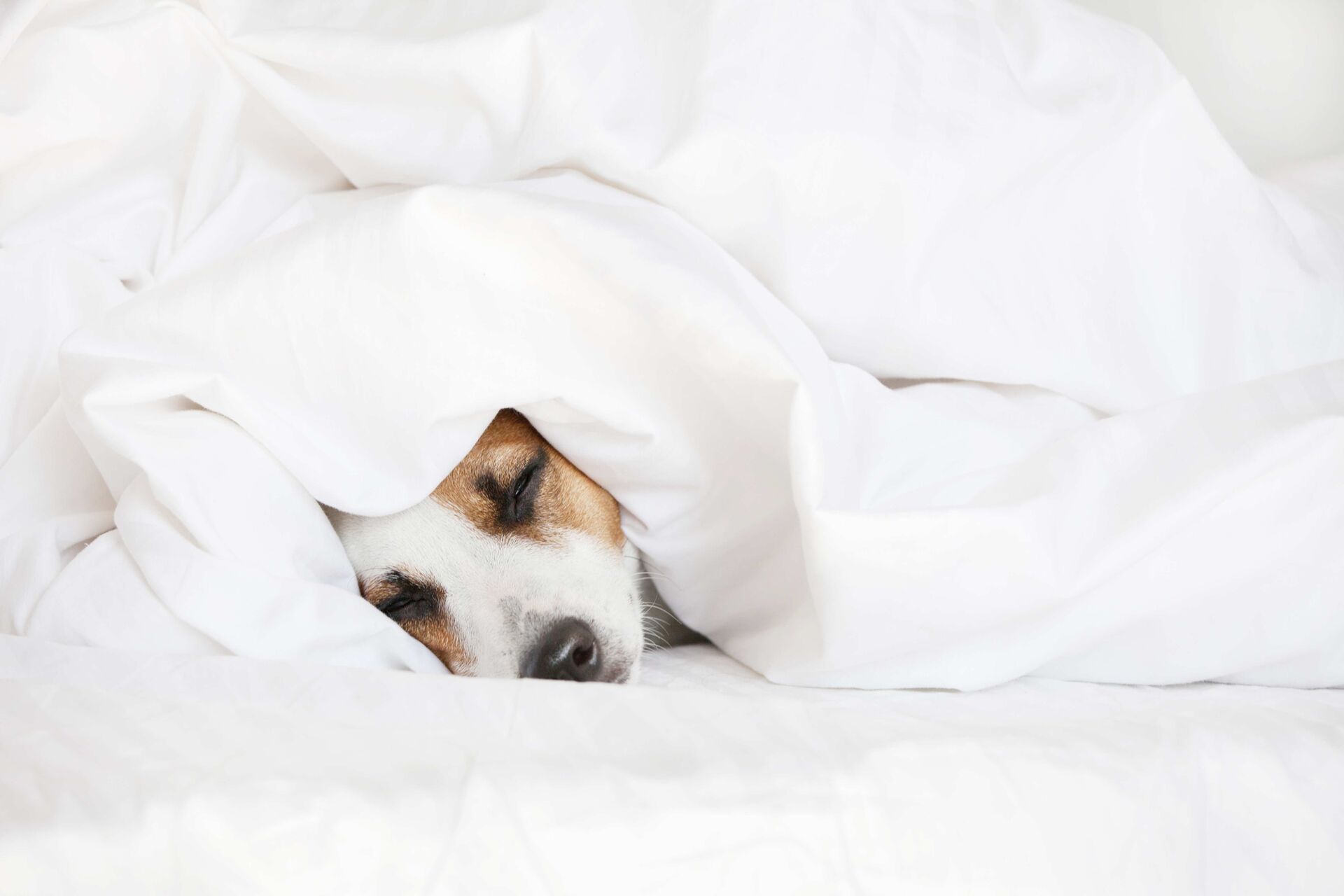 Ein Hund liegt eingekuschelt in Bettdecken im Bett.
