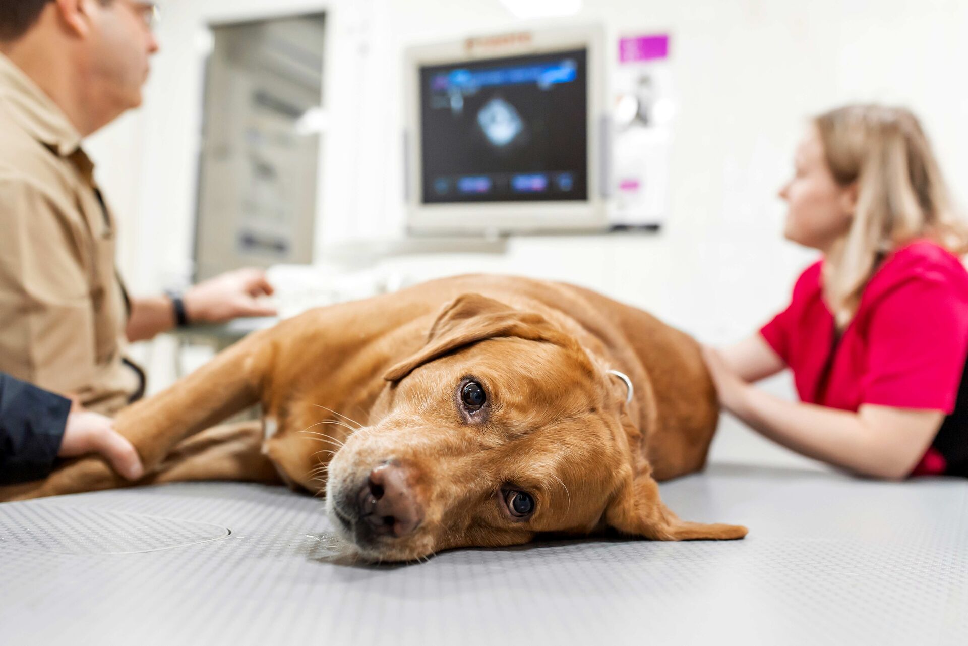 Ein Hund liegt auf einem Untersuchungstisch, während sein Herz per Ultrasound untersucht wird.