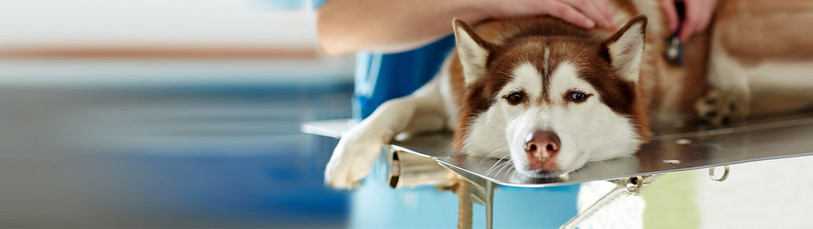 Ein Hund wird vom Tierarzt abgehört und guckt leidend.