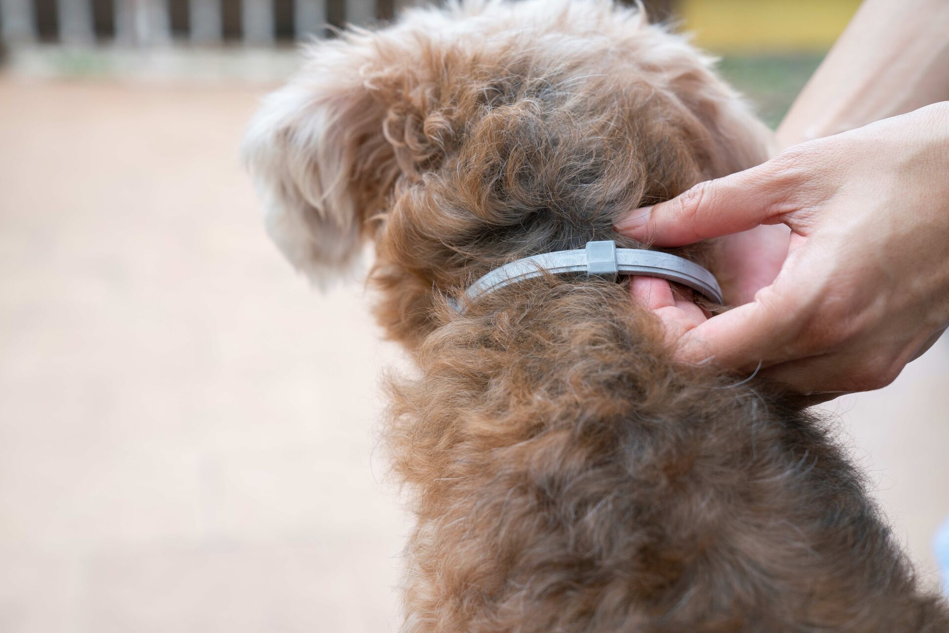 Ein Halter legt einem Hund ein Flohhalsband um.
