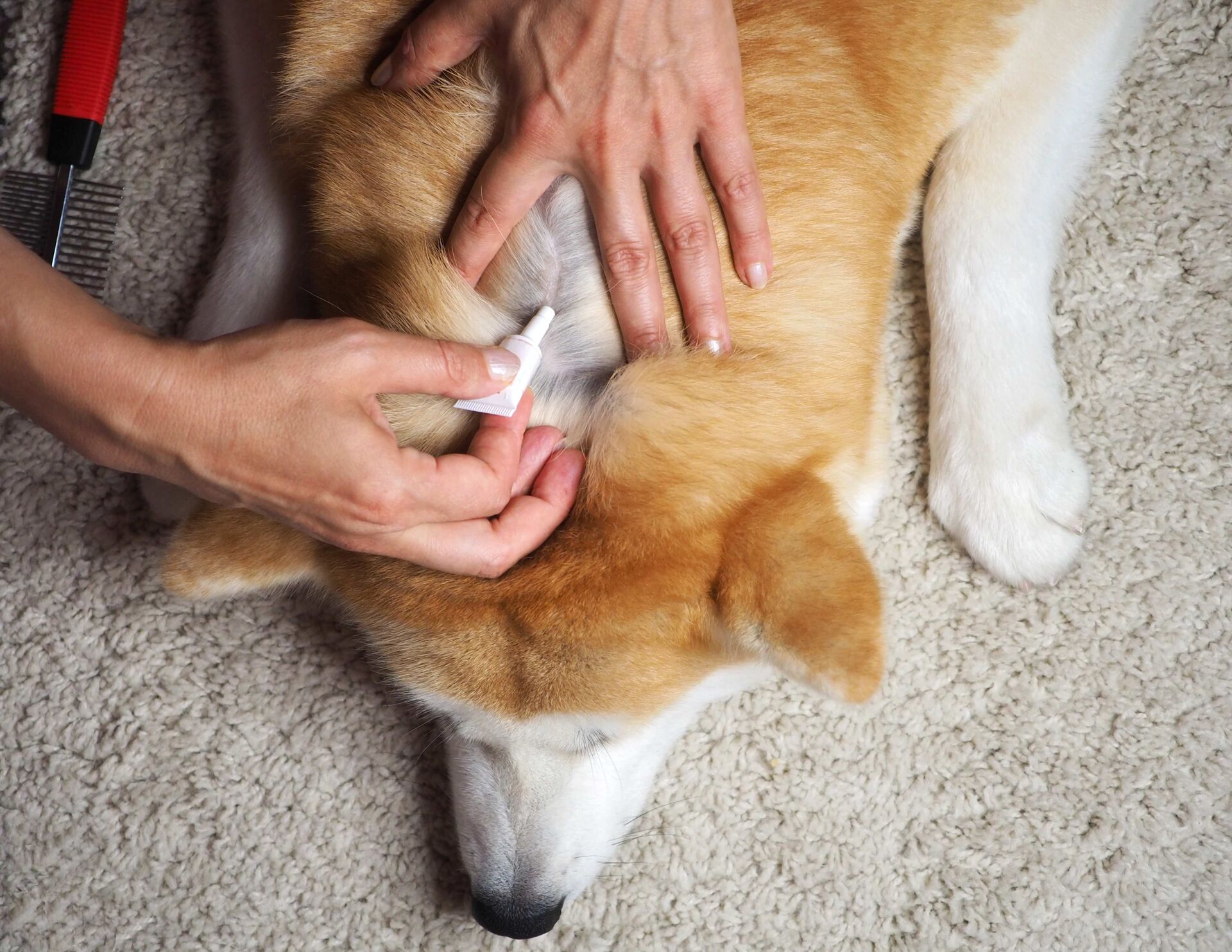 Ein Mensch trägt Tropfen gegen Flöhe auf den Nacken eines Hundes auf. 