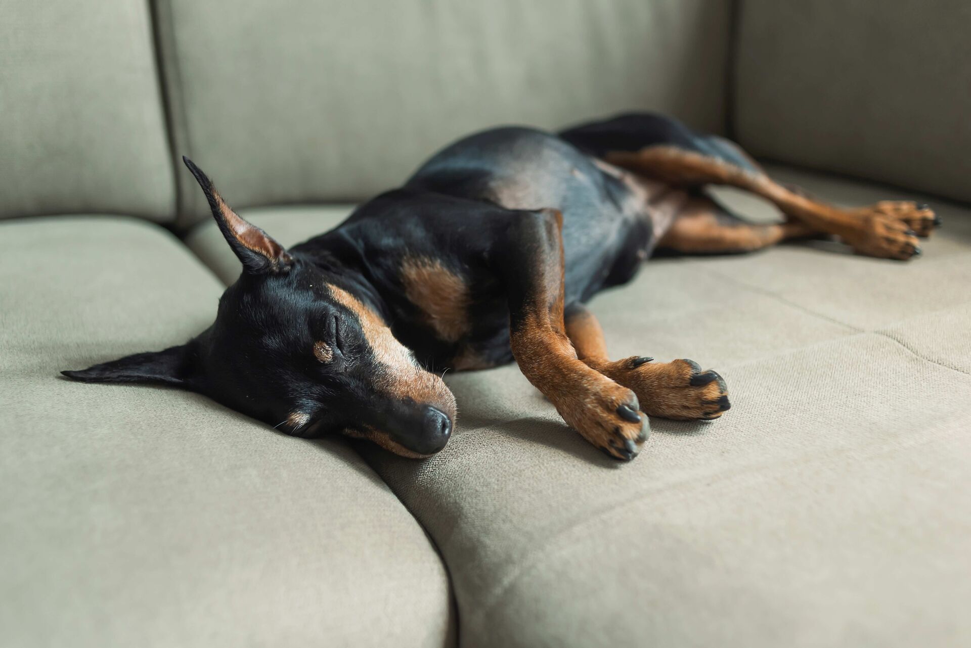 Ein Hund liegt mit geschlossenen Augen auf einem Sofa.