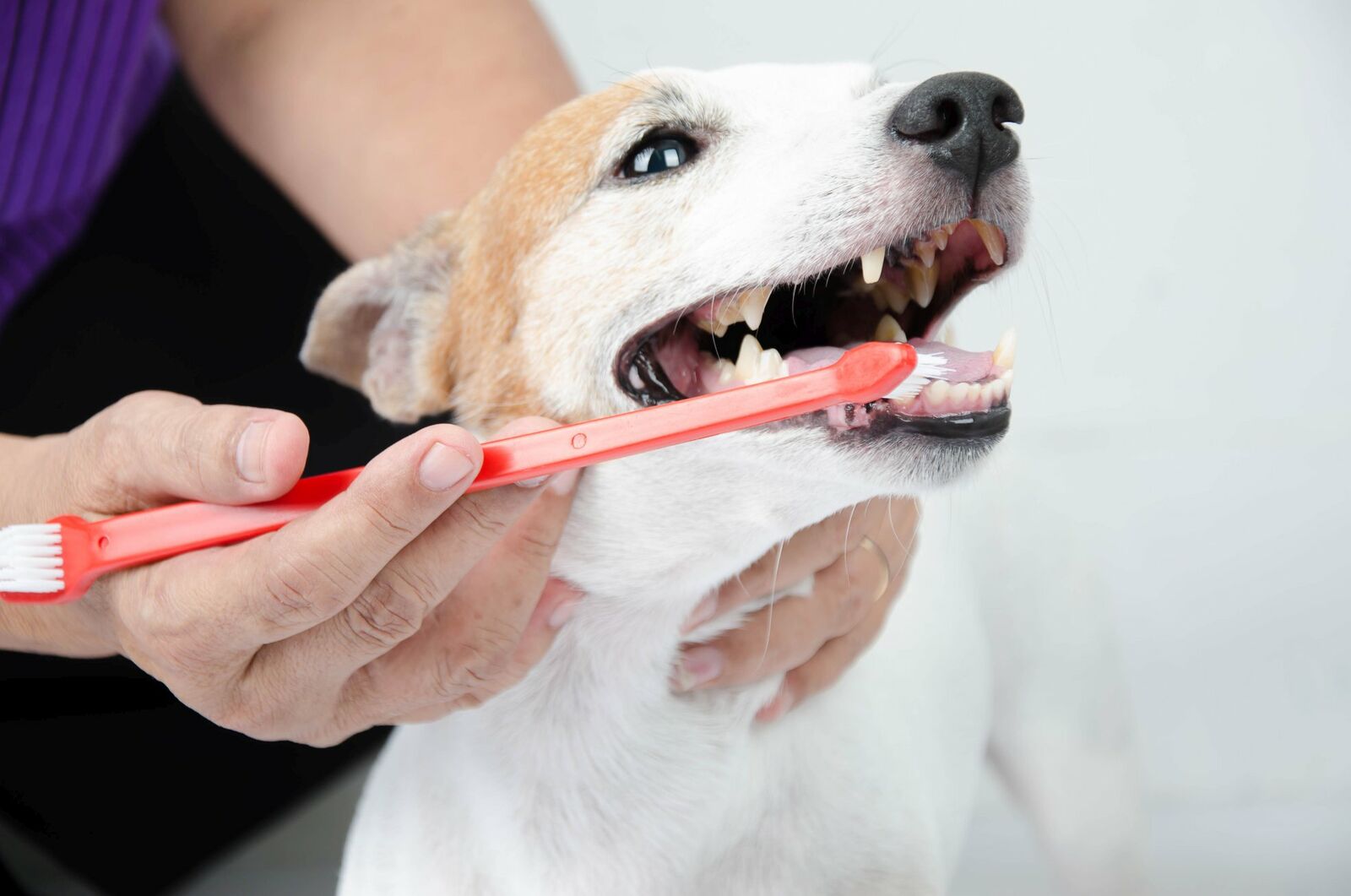 Zahnpflege beim Hund Rinti