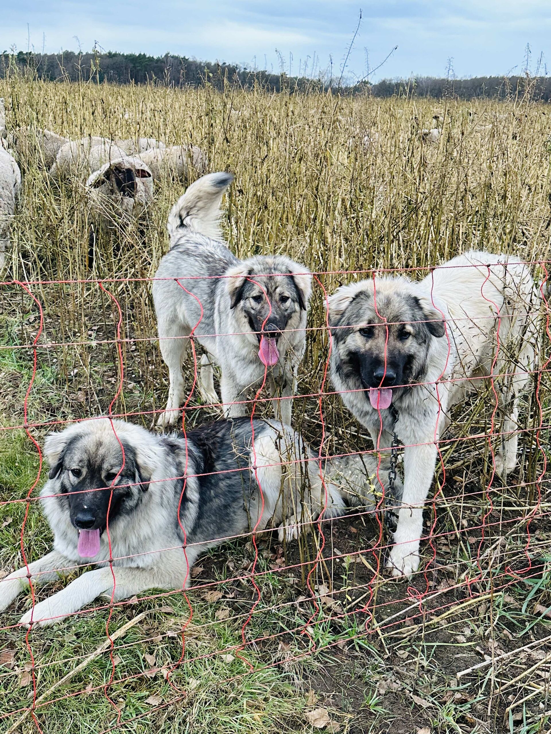 Drei Kaukasen-Herdenschutzhunde vor einer Schafherde auf dem Feld