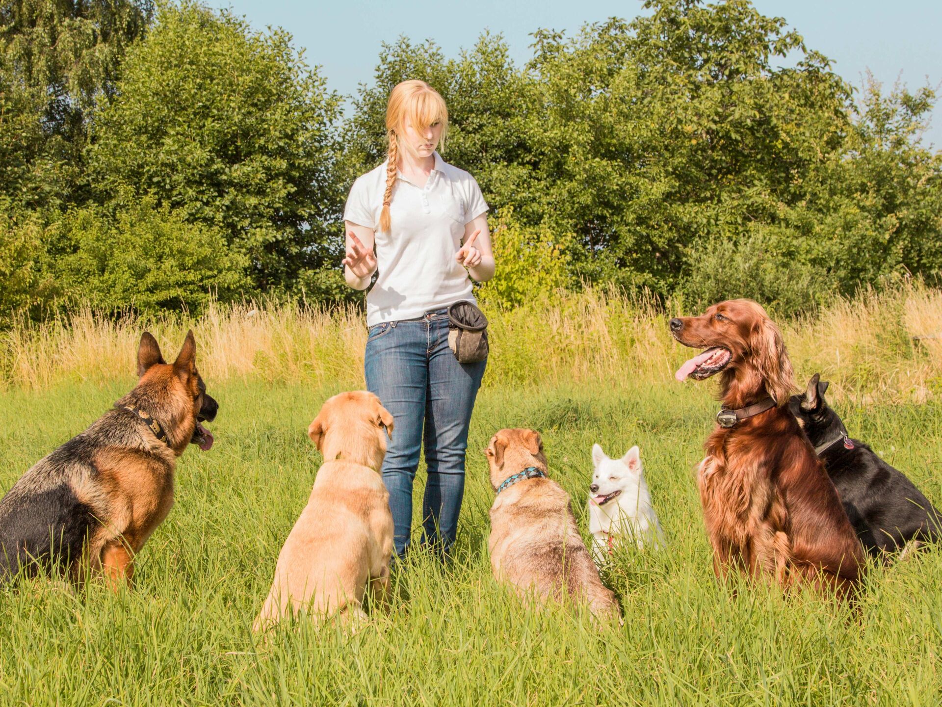 Mehrhundehaltung: So funktioniert die Fütterung reibungslos