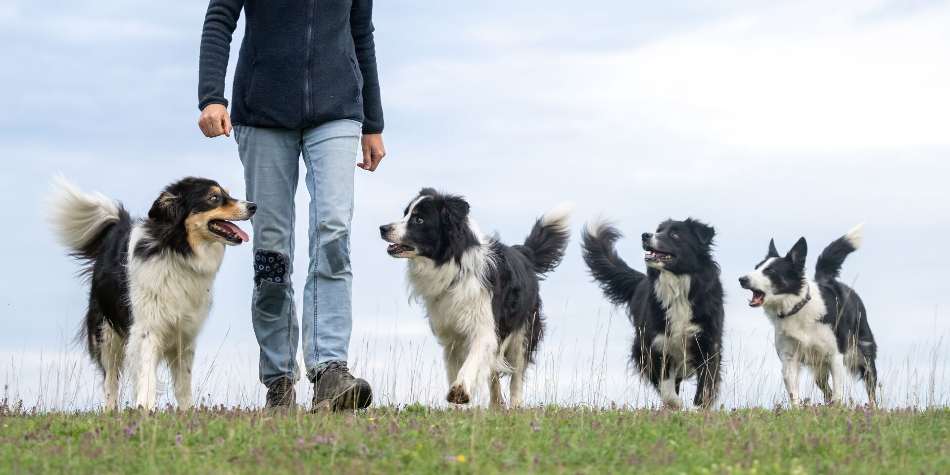 Vier Hunde laufen zusammen mit ihrem Halter über eine Wiese.