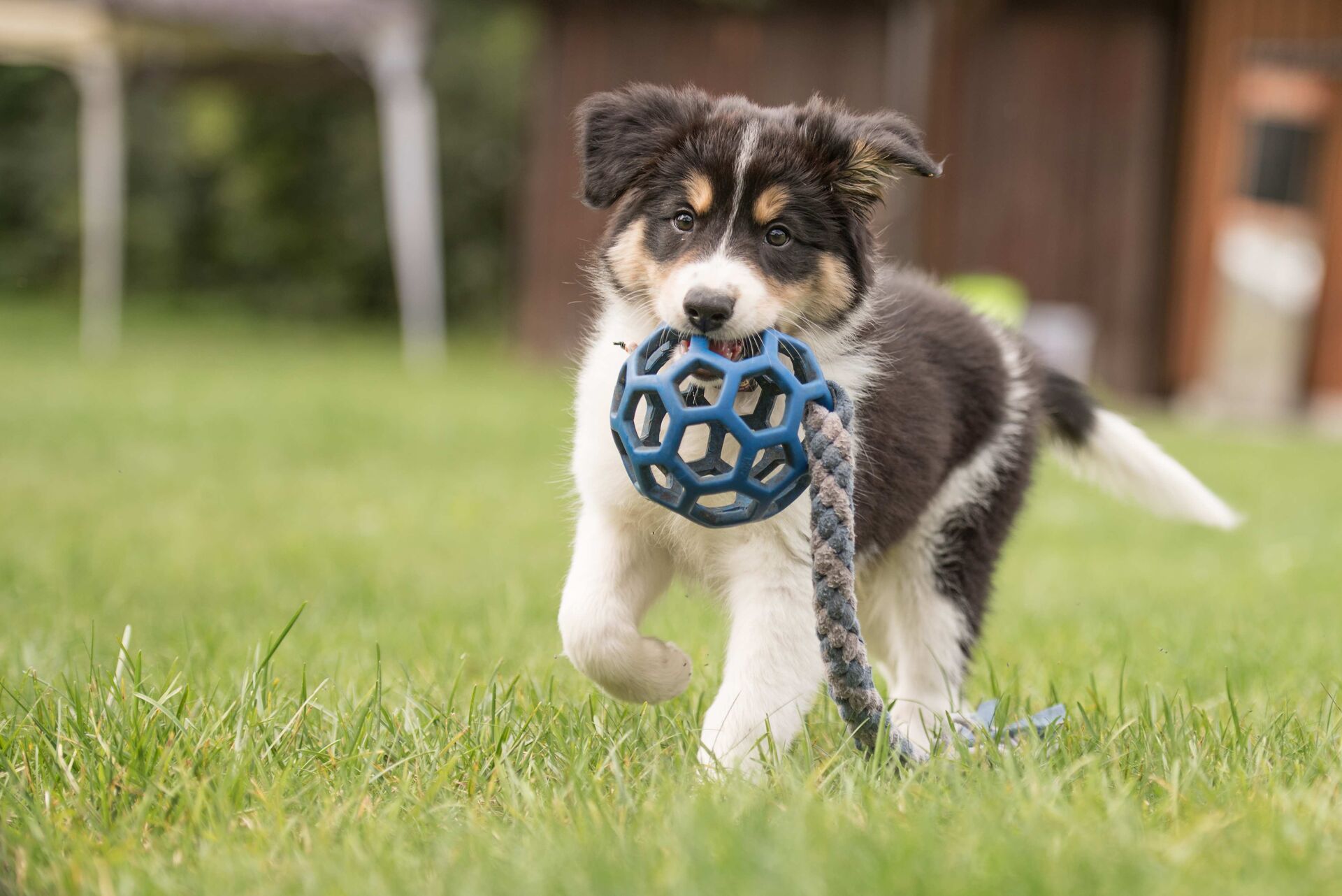 Junger Hund spielt mit Ball im Garten.