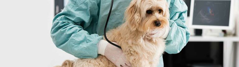 Krankenversicherung Für Hund Sinnvoll? | RINTI