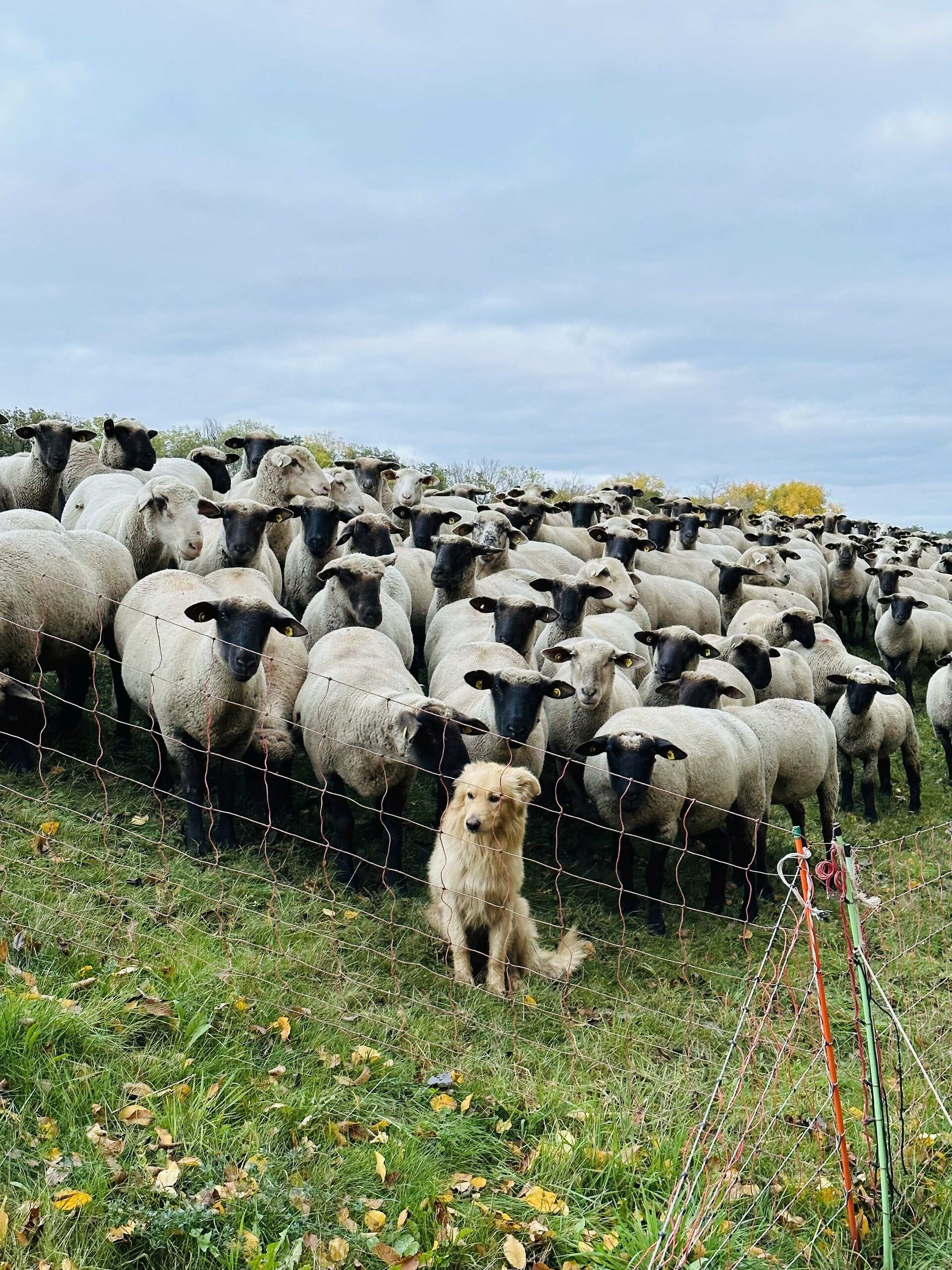 Ein Harzer-Fuchs-Hütehund sitzt vor einer Schafherde.