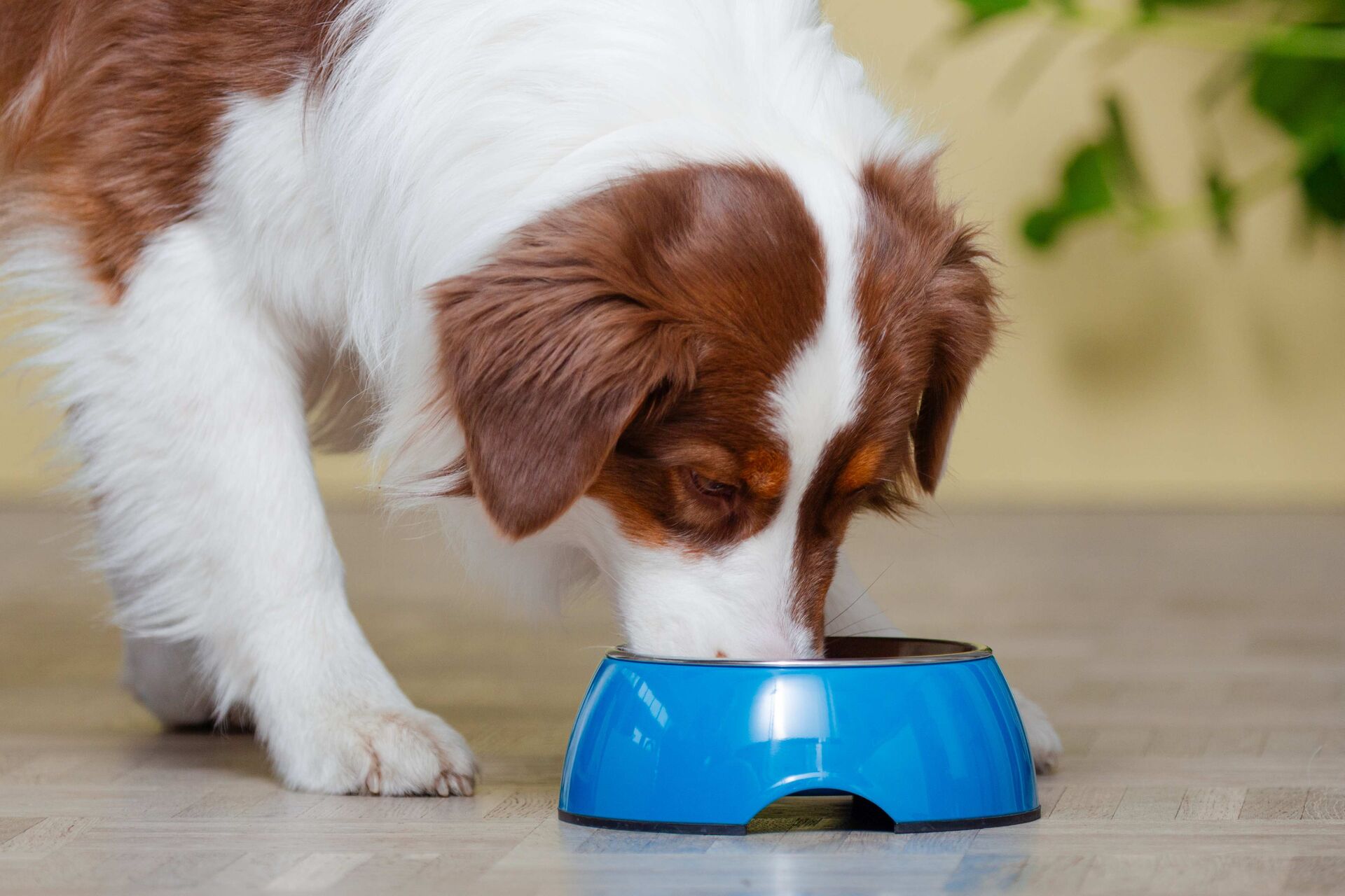 Ein Hund frisst aus einem Futternapf.