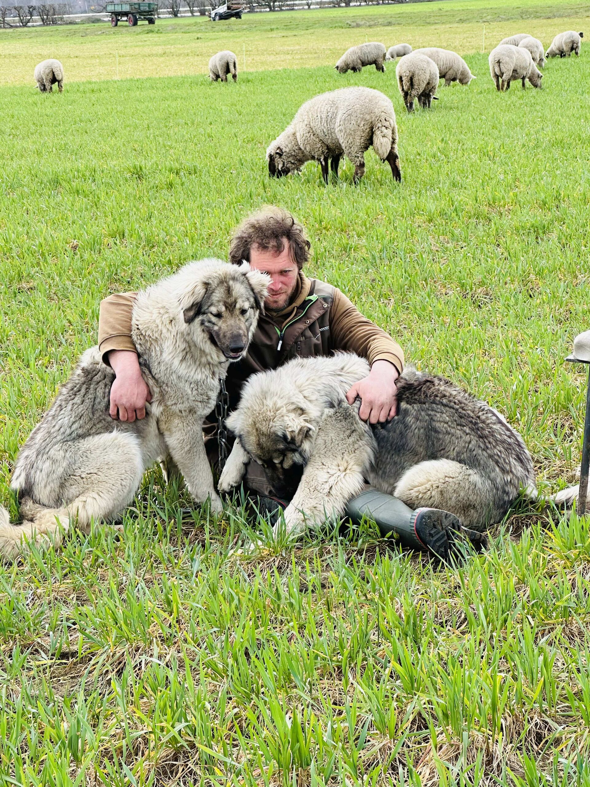 Schäfer Florian Stümpel sitzt mit zwei Kaukasenhunden auf einer Wiese, auf der seine Schafe grasen.