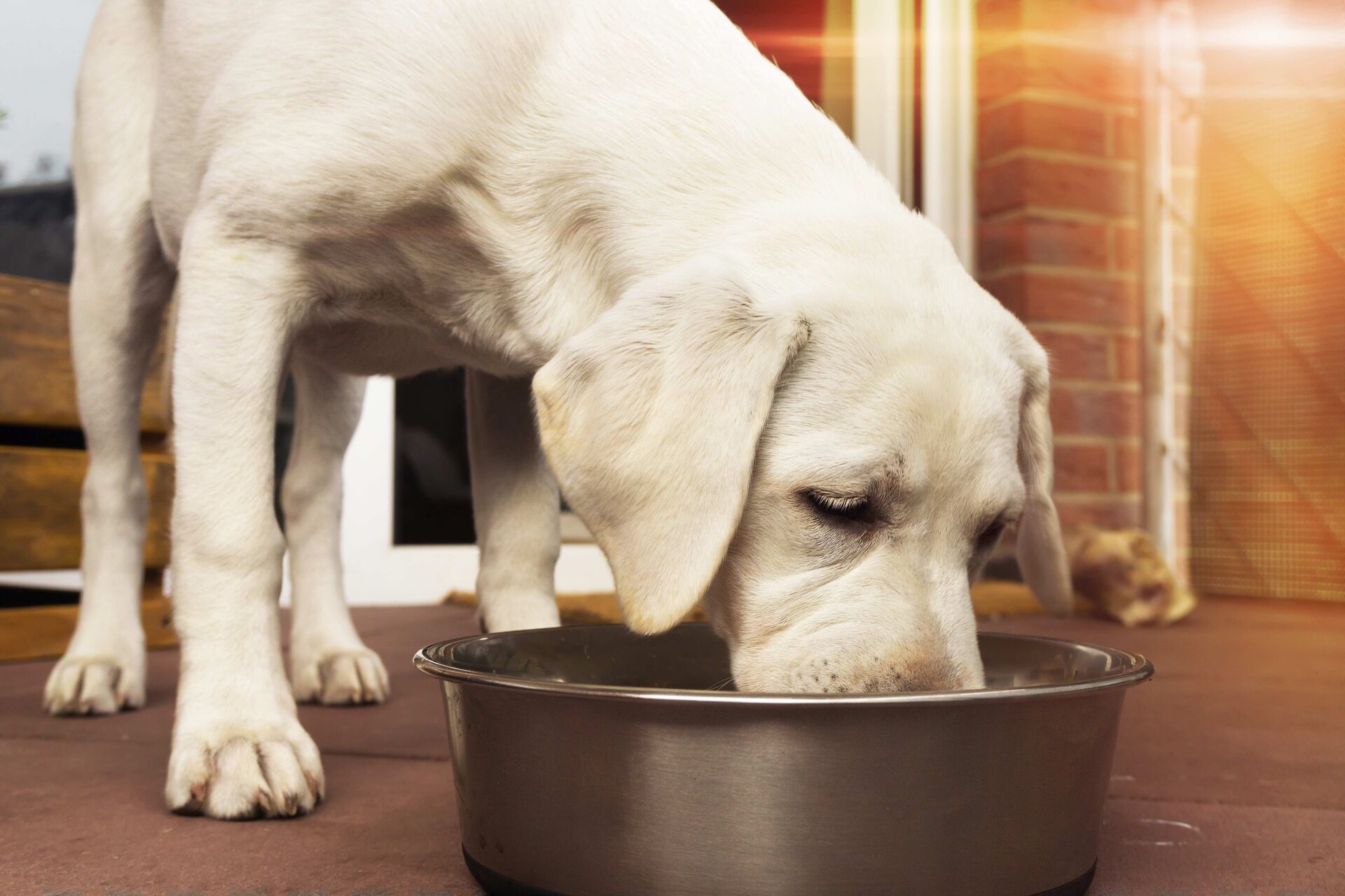 Ein heller Labrador frisst auf der Terasse aus einem Metall-Napf.