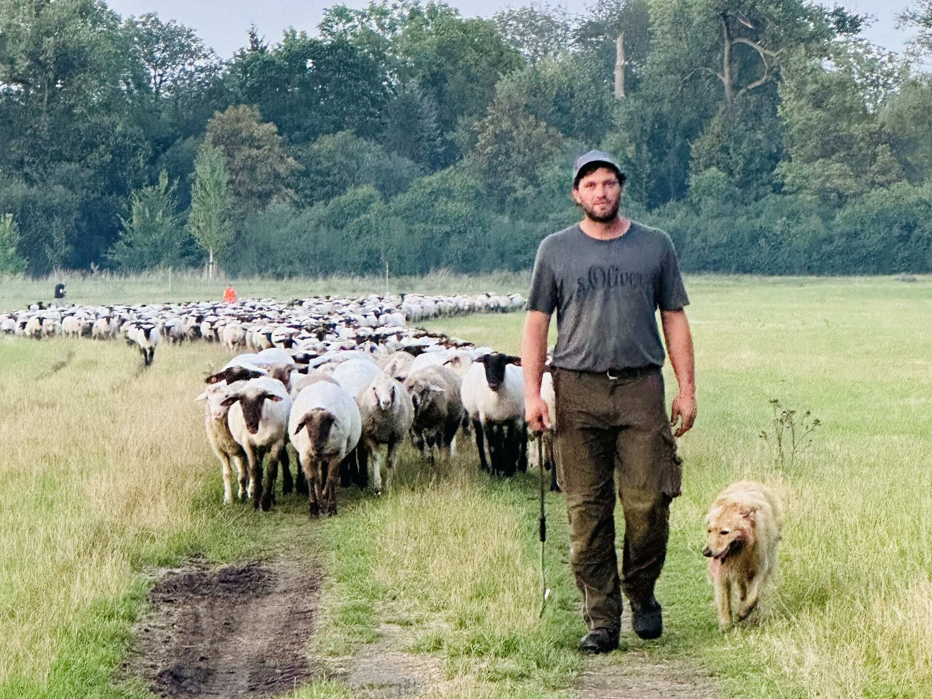 1 Schäfer, 10 Hunde und 600 Schafe