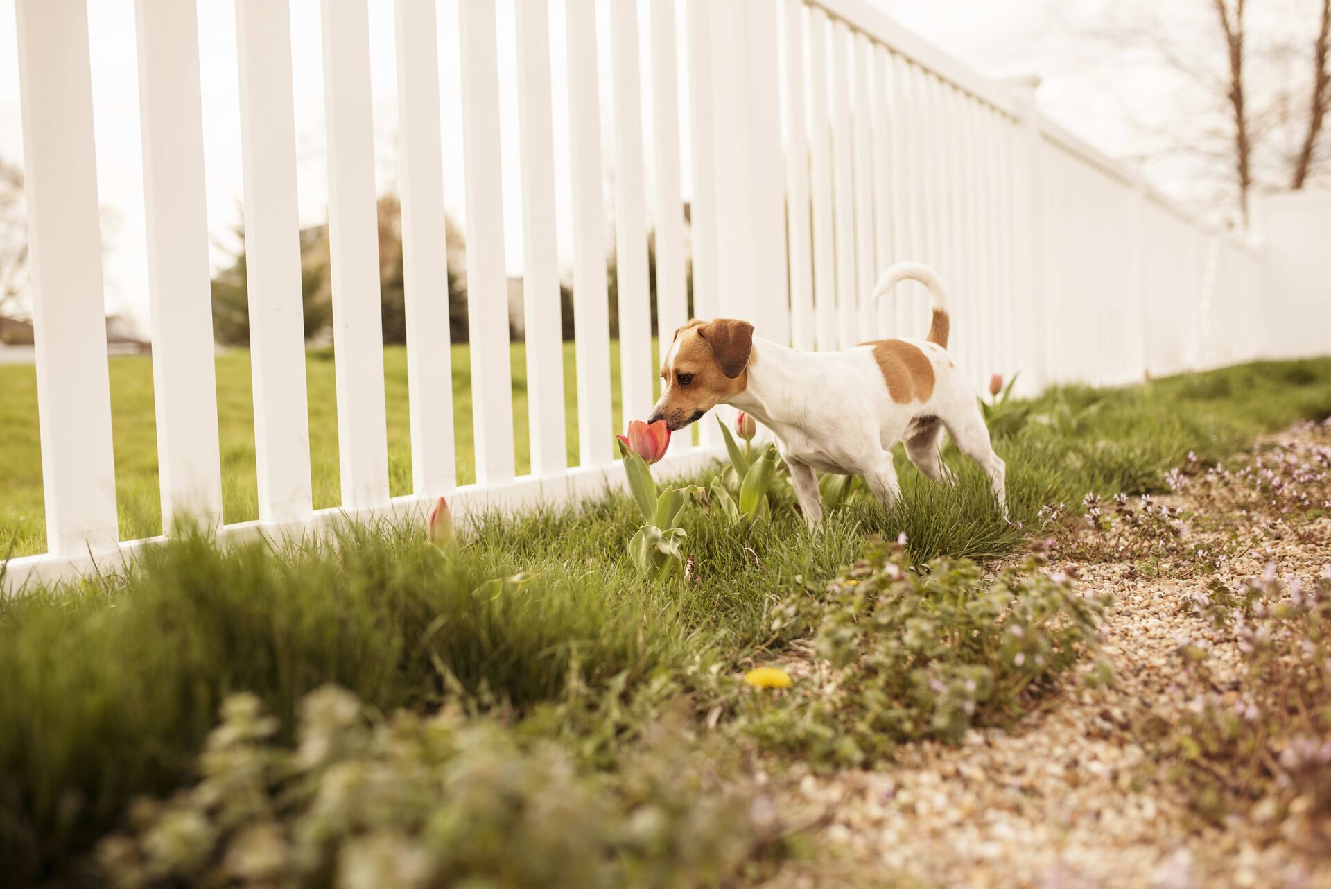 Ein Hund steht vor einem hohen Gartenzaun und schnuppert an einer Blume.