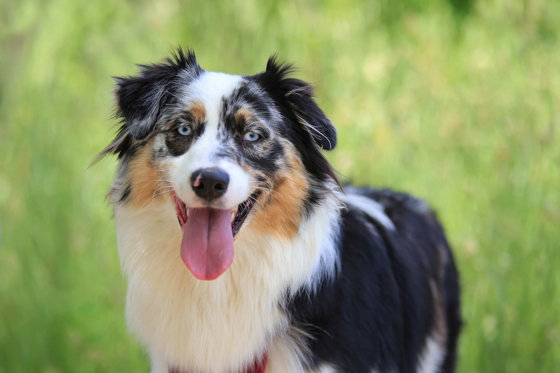 Ein hechelnder Australian Shepherd.