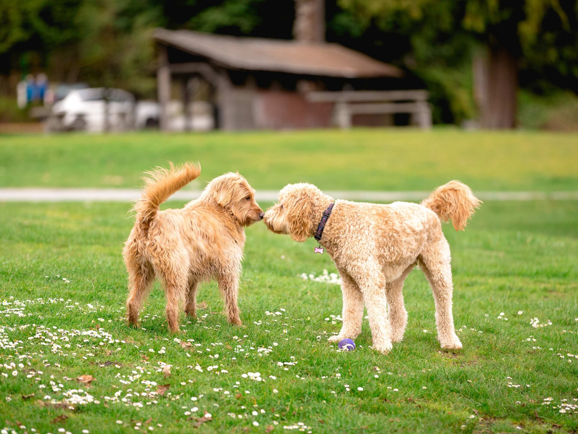 Hundebegegnungen üben – und meistern