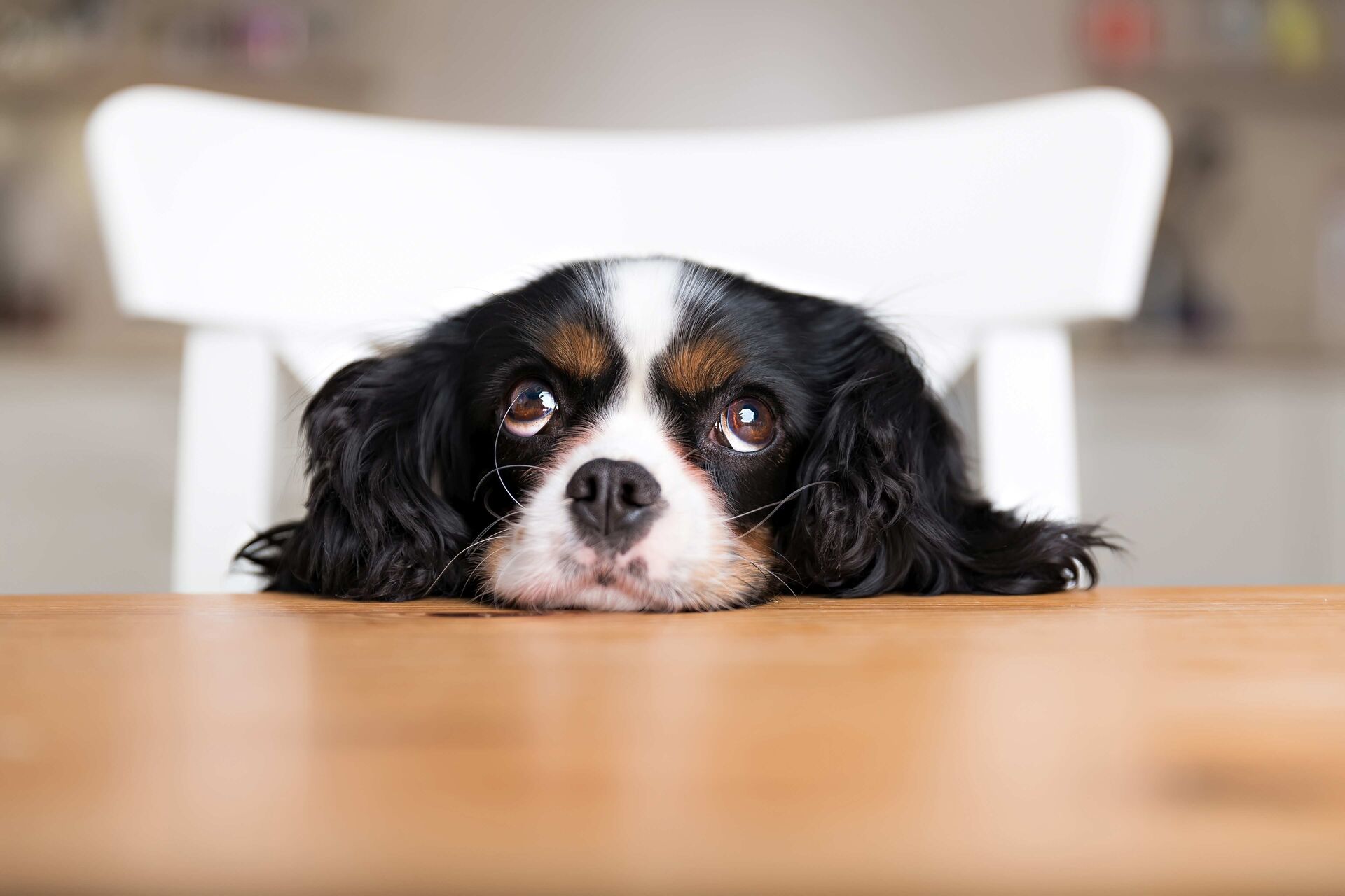 Hund liegt mit seinem Kopf auf dem Tisch und schaut nach oben.