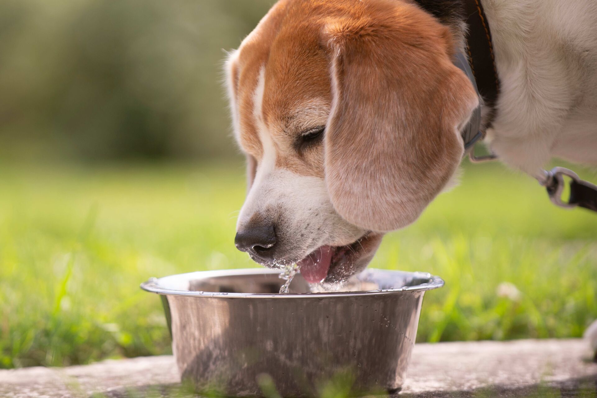 Ein Hund trinkt Wasser aus einem Napf.