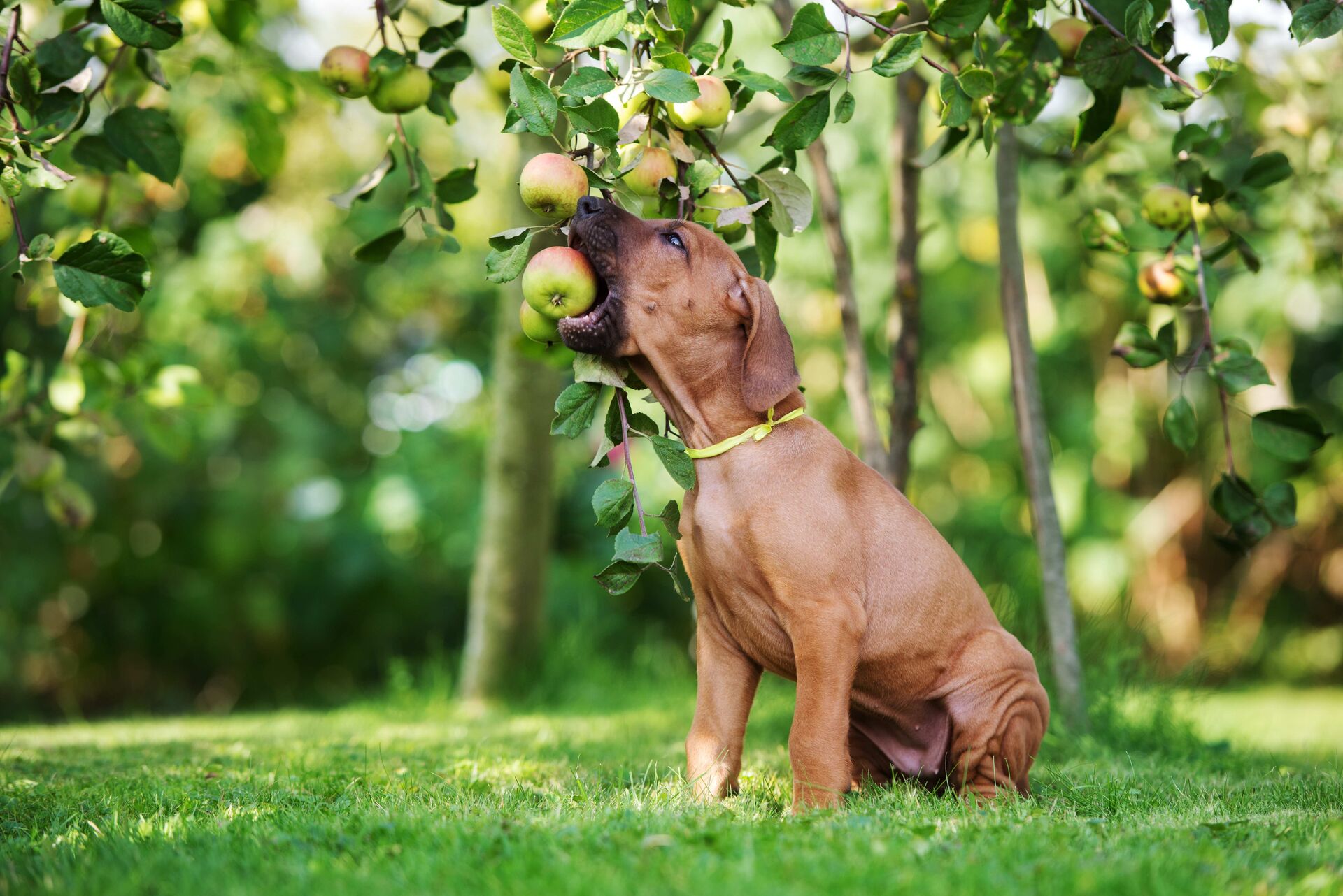 Ein Hund frisst einen Apfel direkt vom Baum.