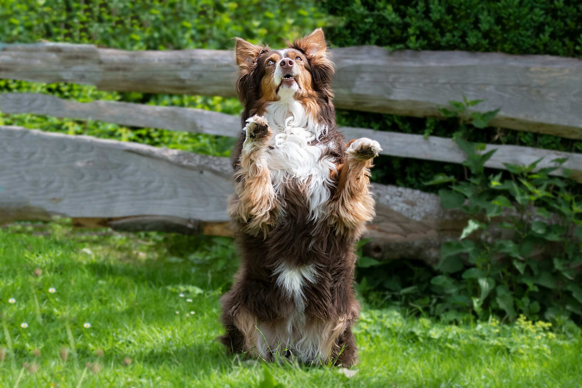 Ein Australian Shepherd macht Männchen auf einer Wiese.