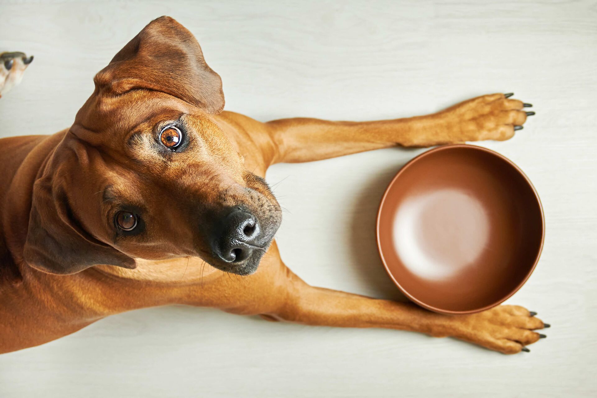 Ein Hund schaut von unten hoch in die Kamera, vor ihm steht ein leerer Futternapf.