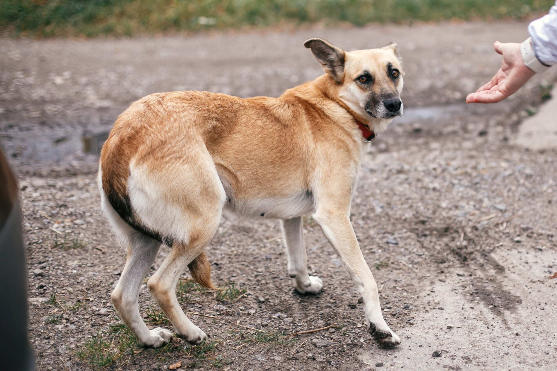 Ein Hund, der Angst hat