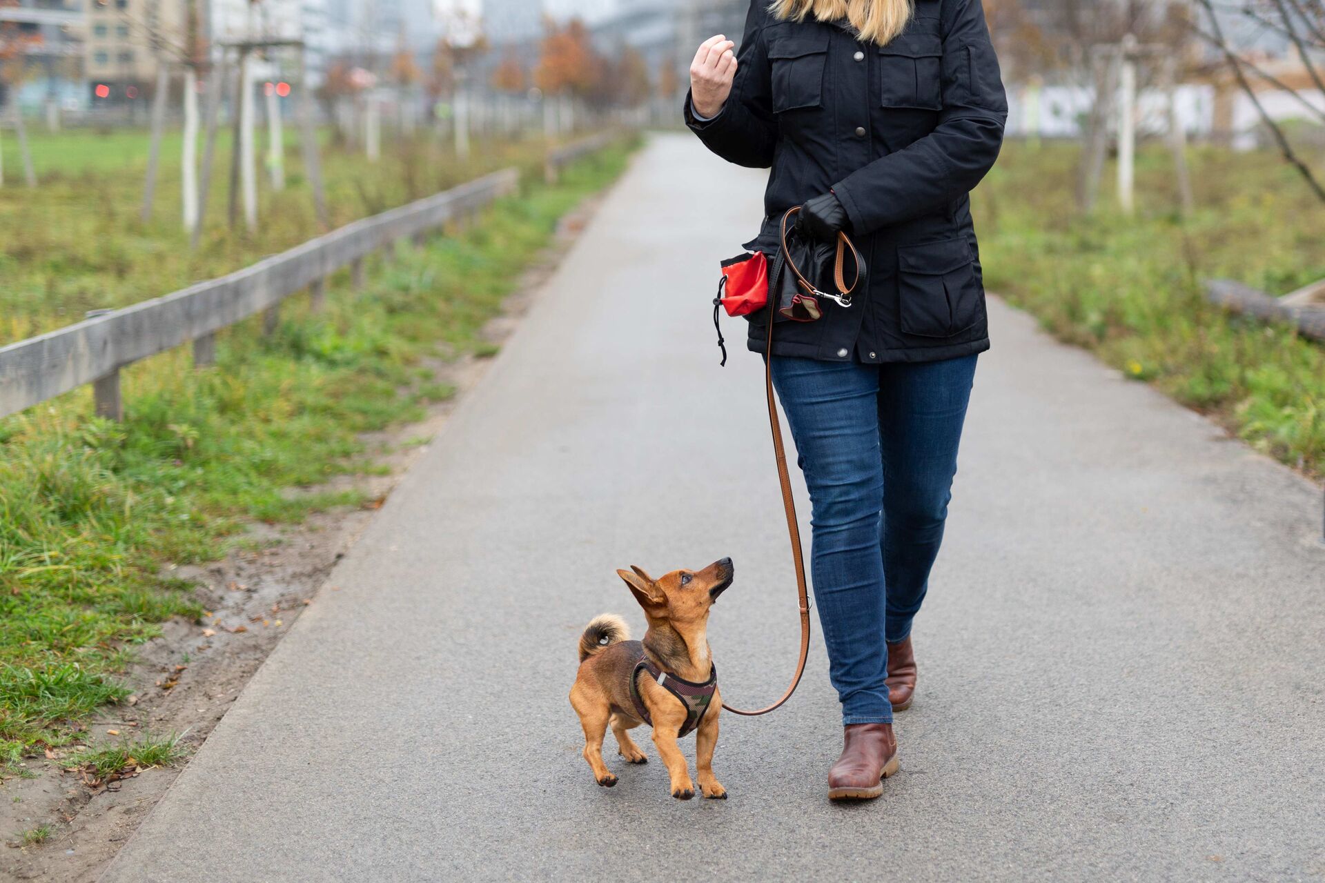 Halterin und Hund üben Kommandos beim Spaziergang.