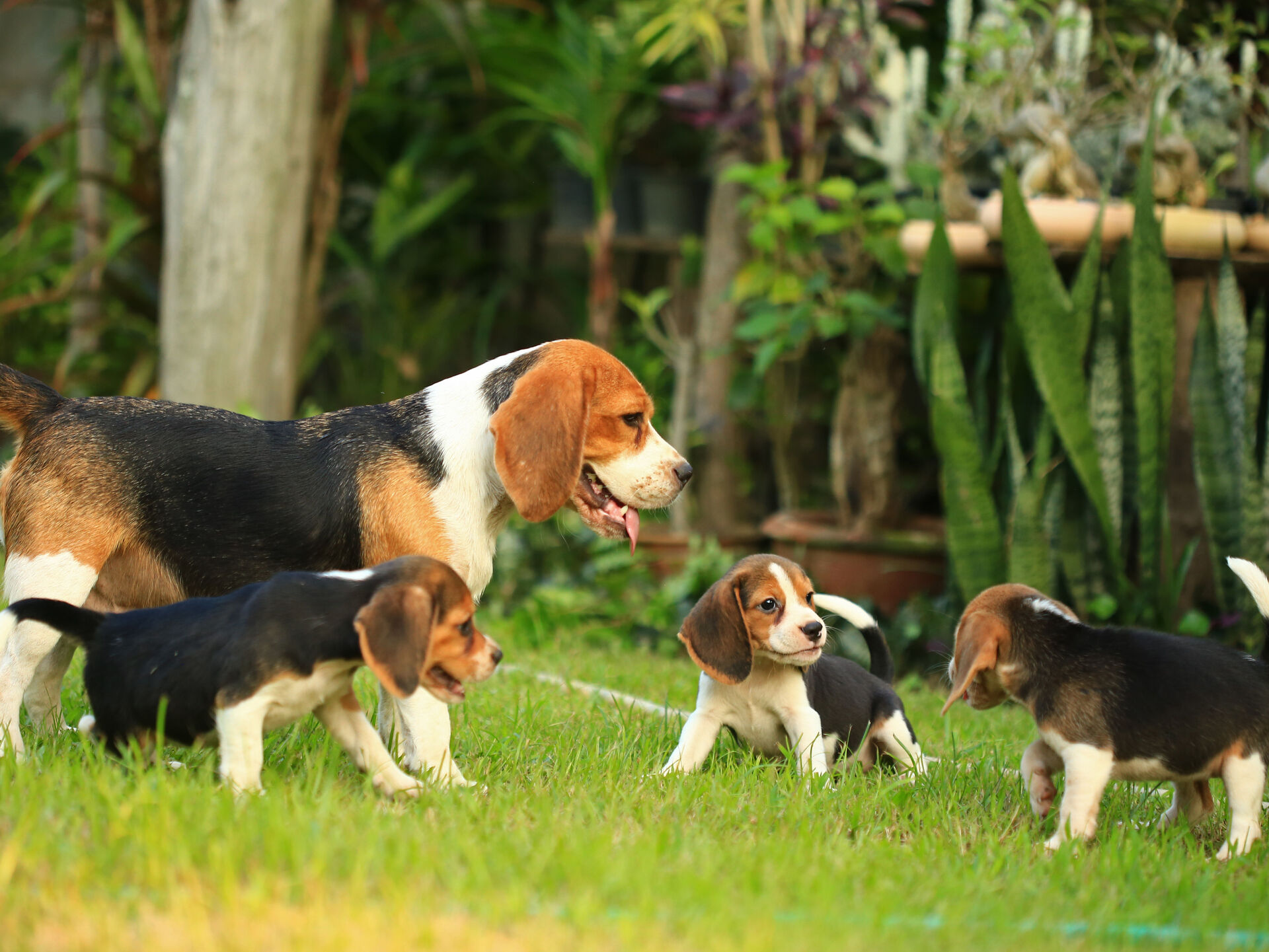 Entwicklungsphasen bei Hunden