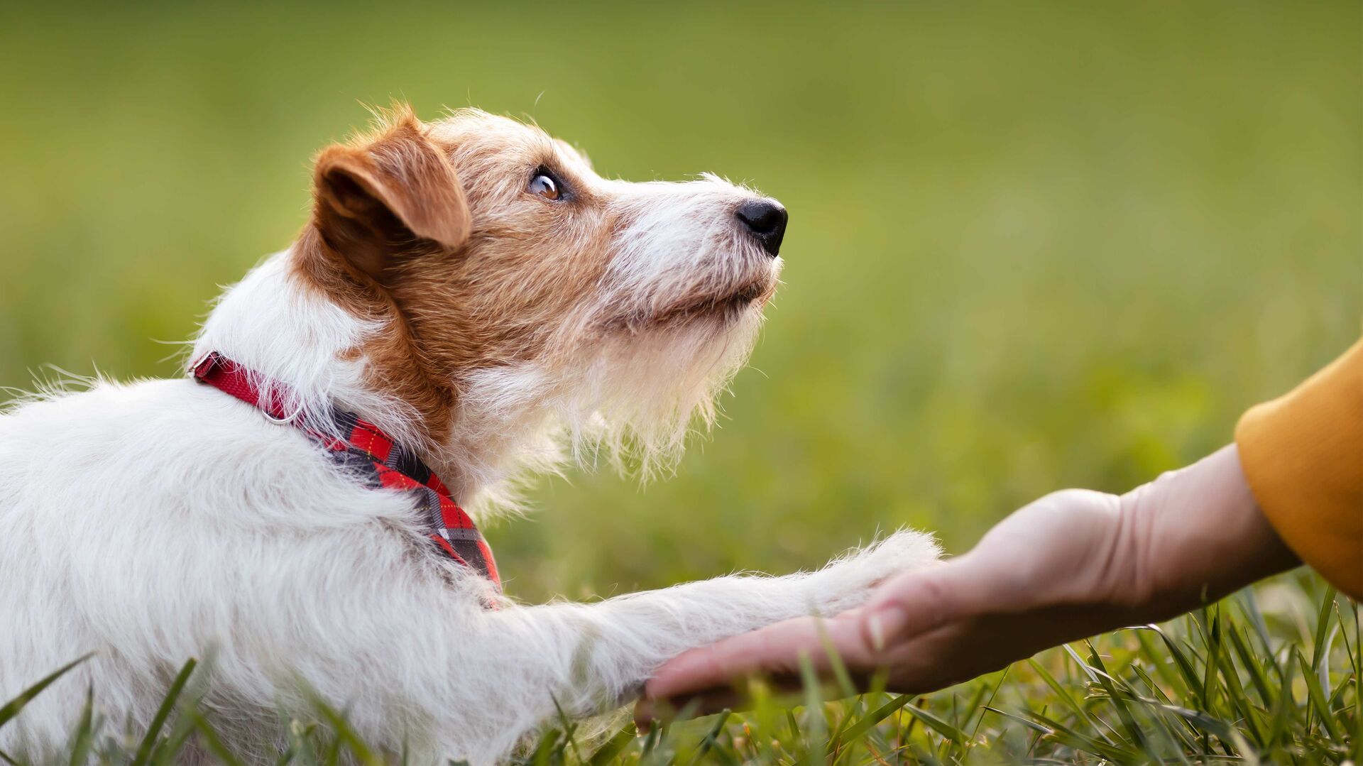 Ein Hund legt sein Pfötchen auf die flache Hand seiner Halterin. 