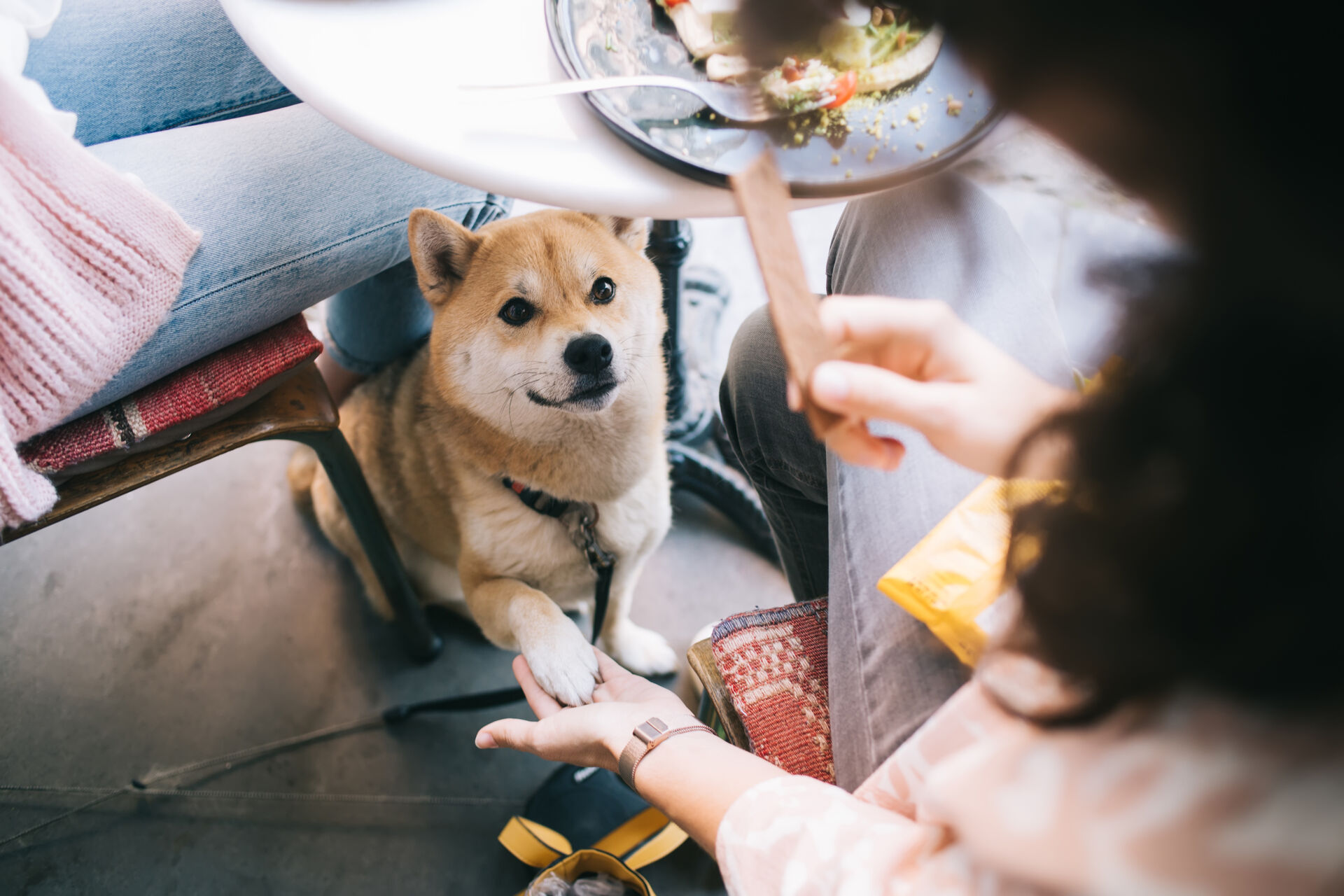 Ein Hund sitzt unter einem Restauranttisch und gibt seiner Halterin die Pfote.