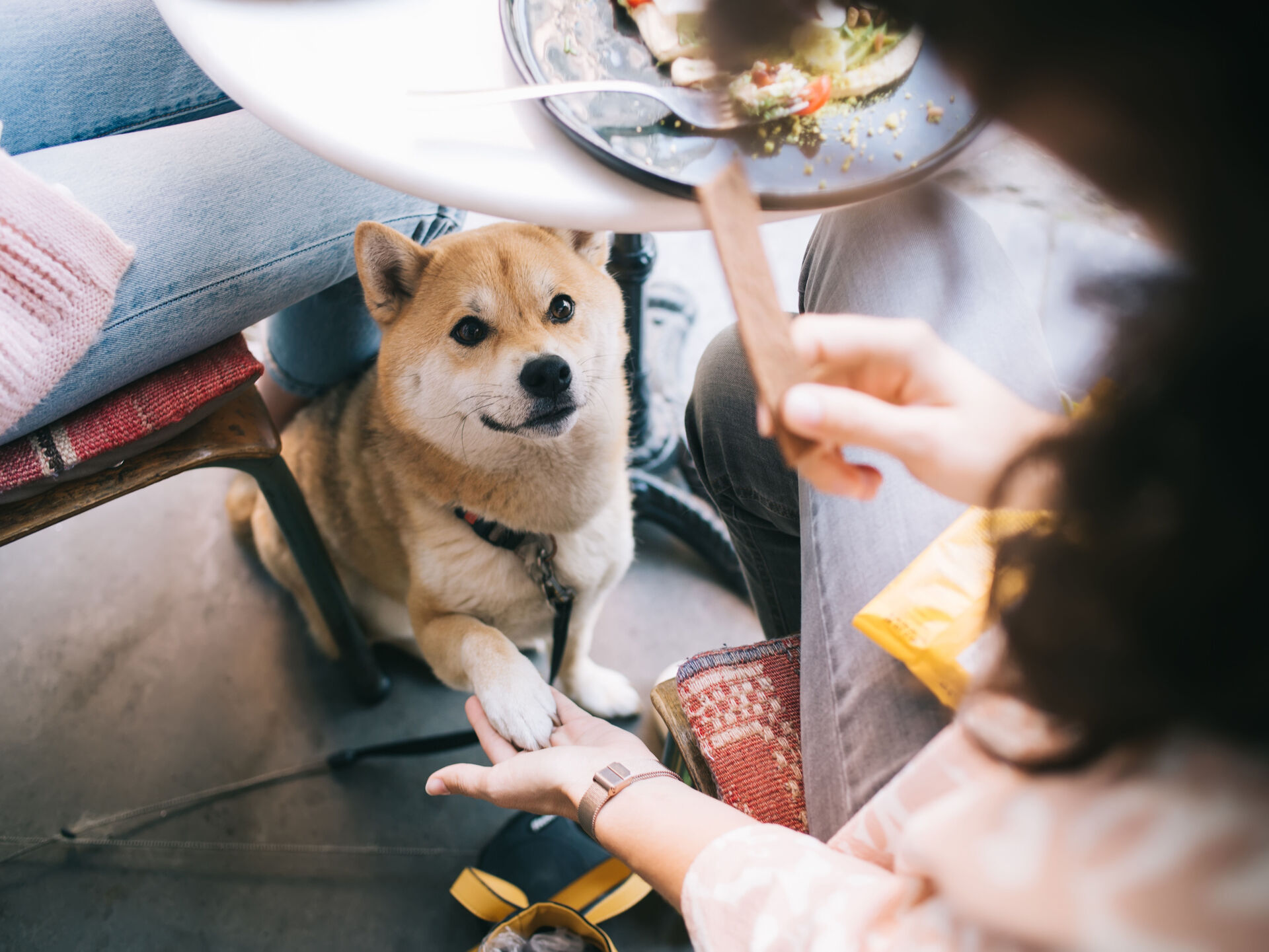 So klappt der Restaurantbesuch mit Hund