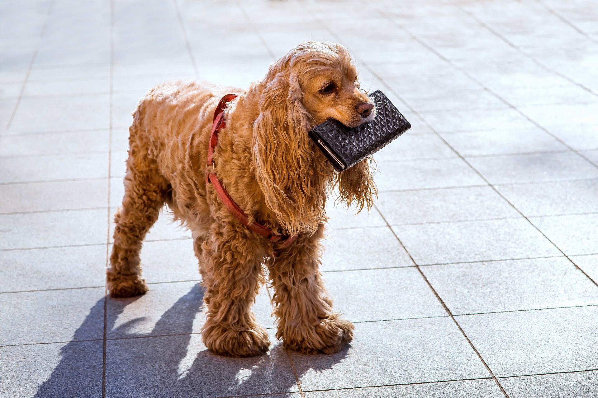 Ein Hund mit einer Geldbörse im Maul