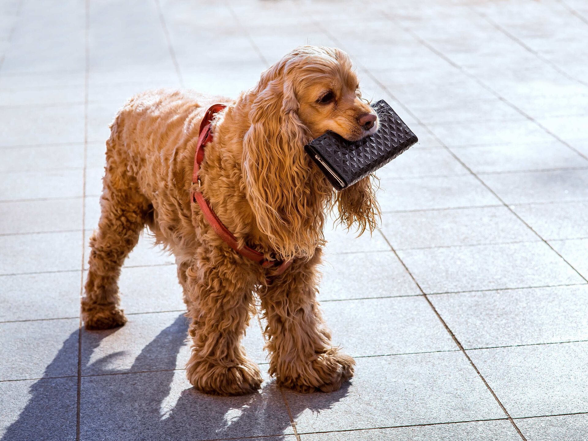 Was kostet ein Hund im Monat?