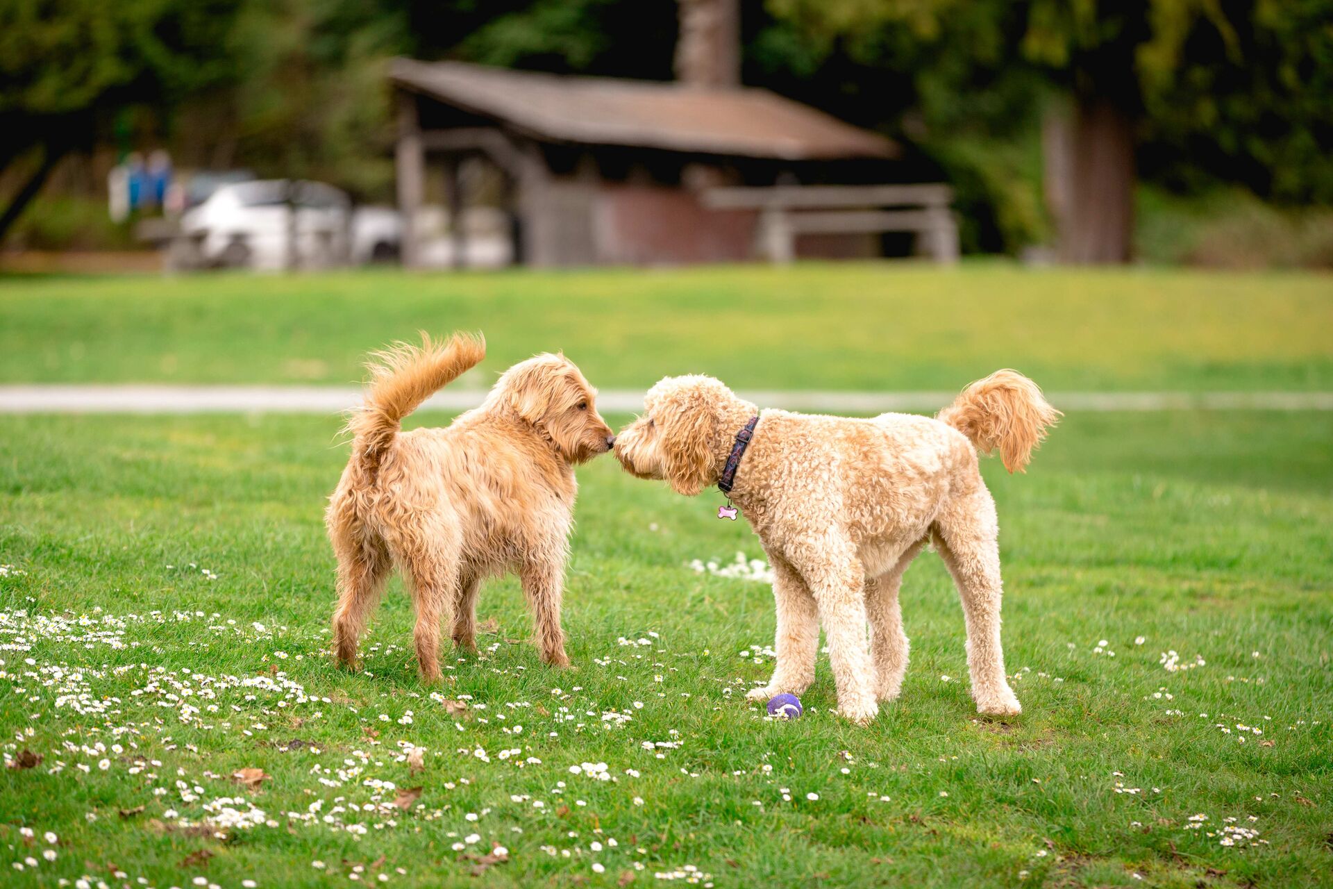 Zwei Hunde beschnüffeln sich zur Begrüßung auf einer Wiese.