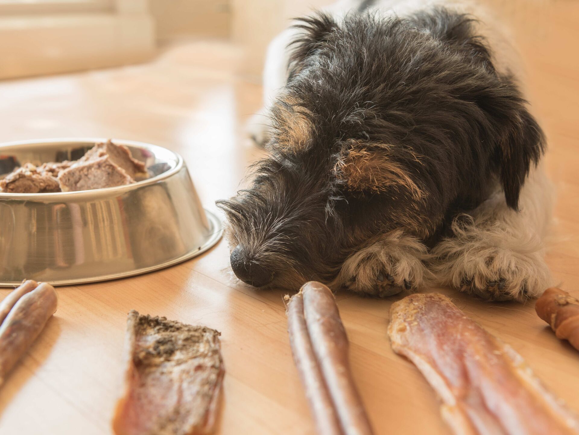 So frisst Ihr Hund wieder sein Hundefutter