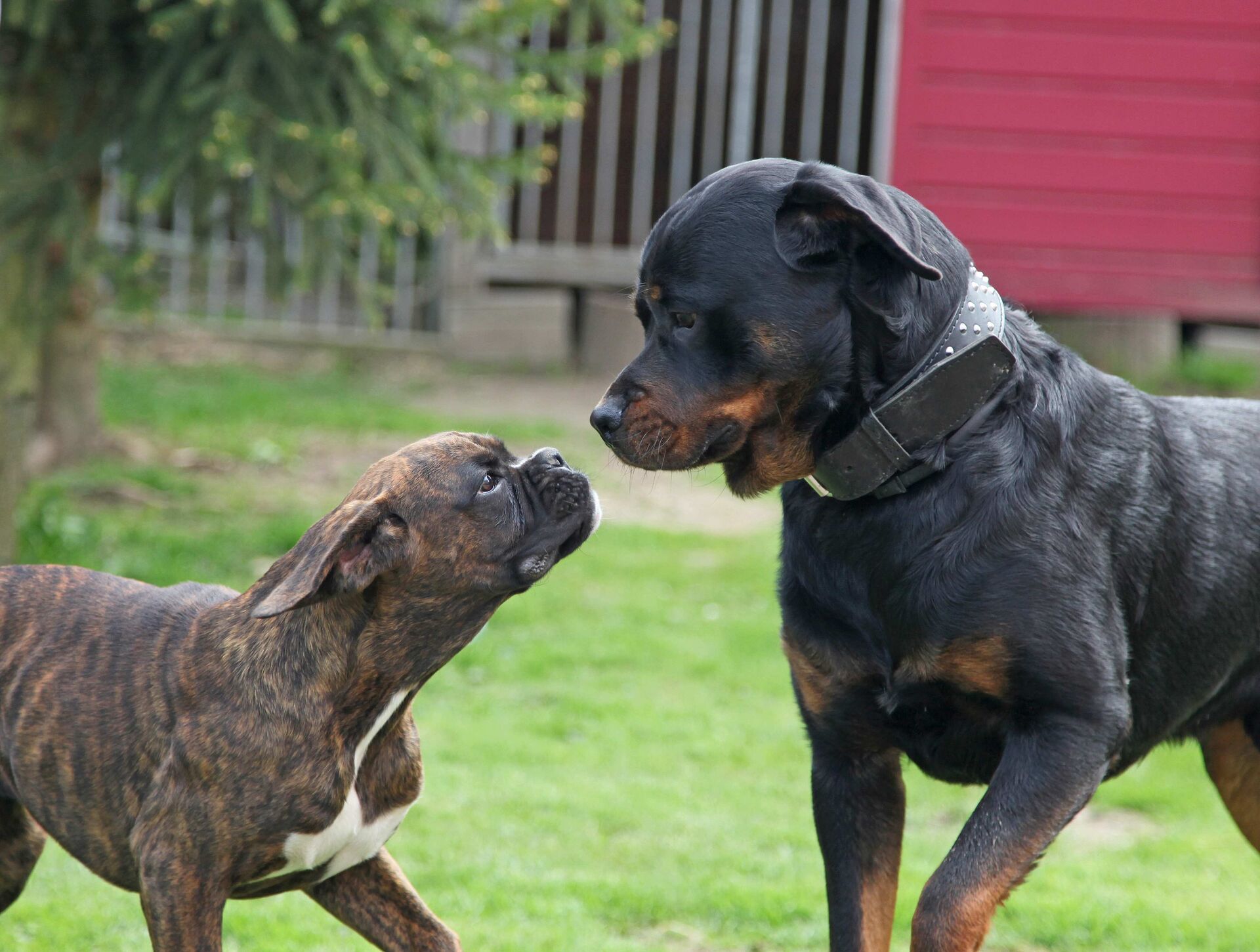 Ein kleiner und ein großer Hund lernen sich kennen.