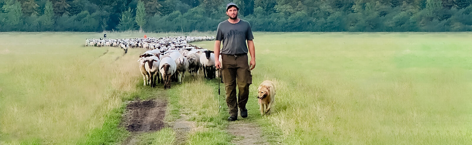 Schäfer Florian Stümpel zieht mit einem Hütehund und seiner Herde auf einem Feldweg dahin.