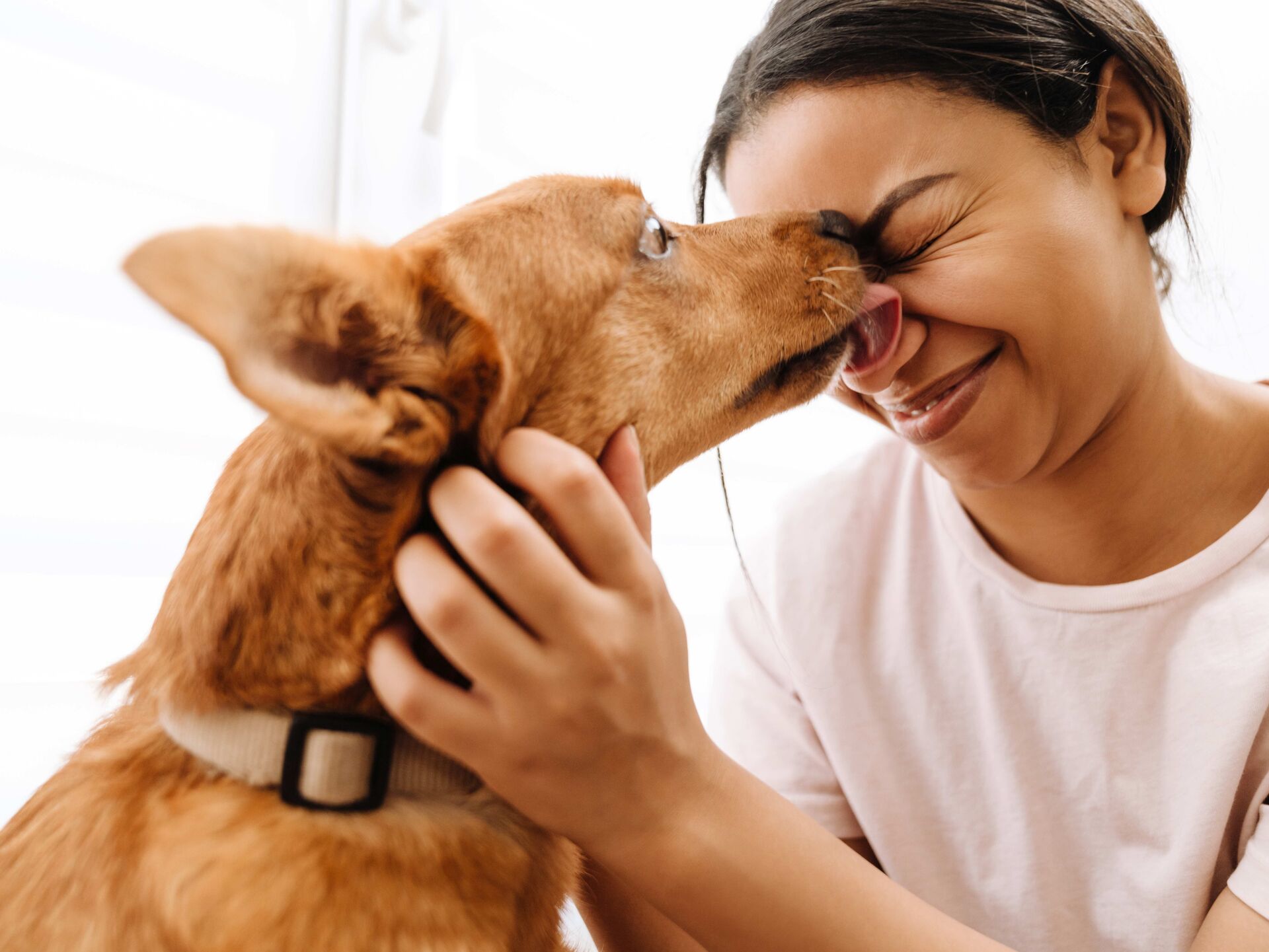 5 Gründe, warum Ihr Hund Sie ableckt