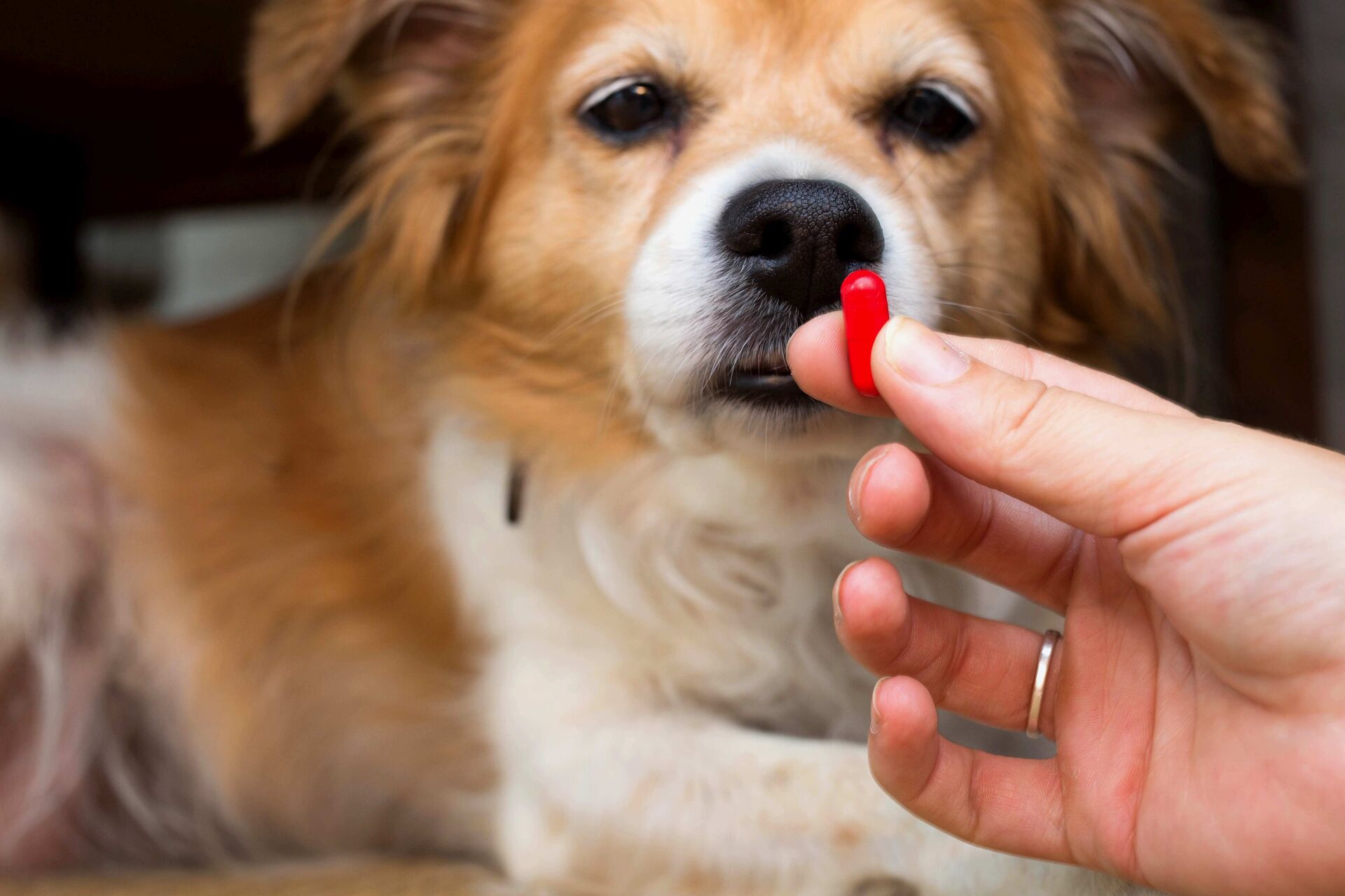 Eine Hundehalterin zeigt einem Hund eine rote Kapsel.