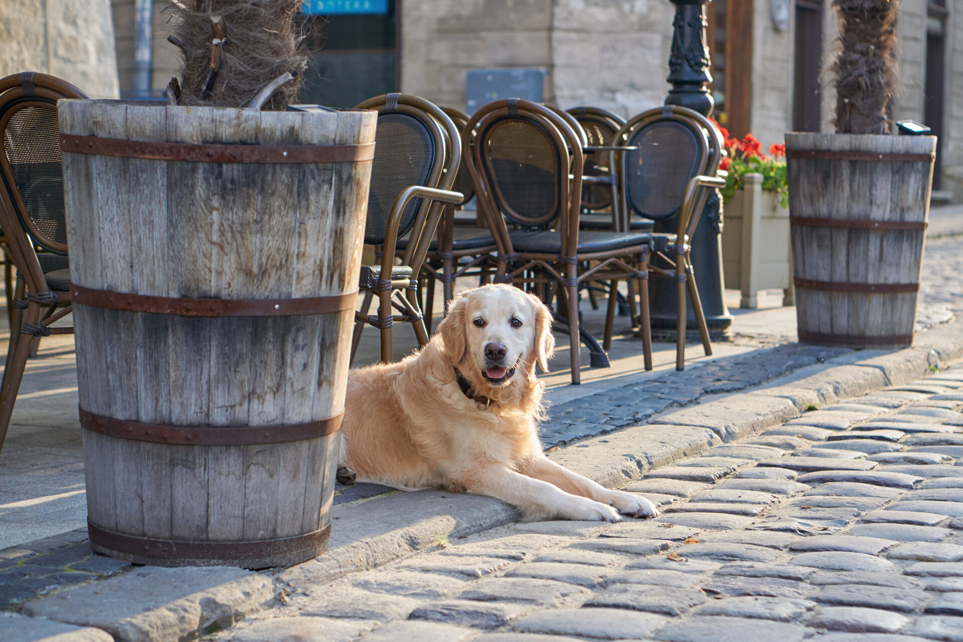 Ein Hund liegt im Außenbereich eines Restaurants.