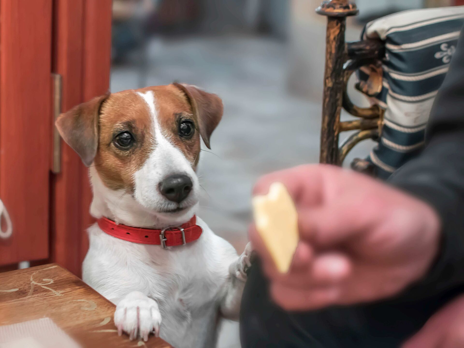 Ein Welpe steht an einen Tisch gelehnt und schaut auf ein Stück Käse in der Hand einer Person.