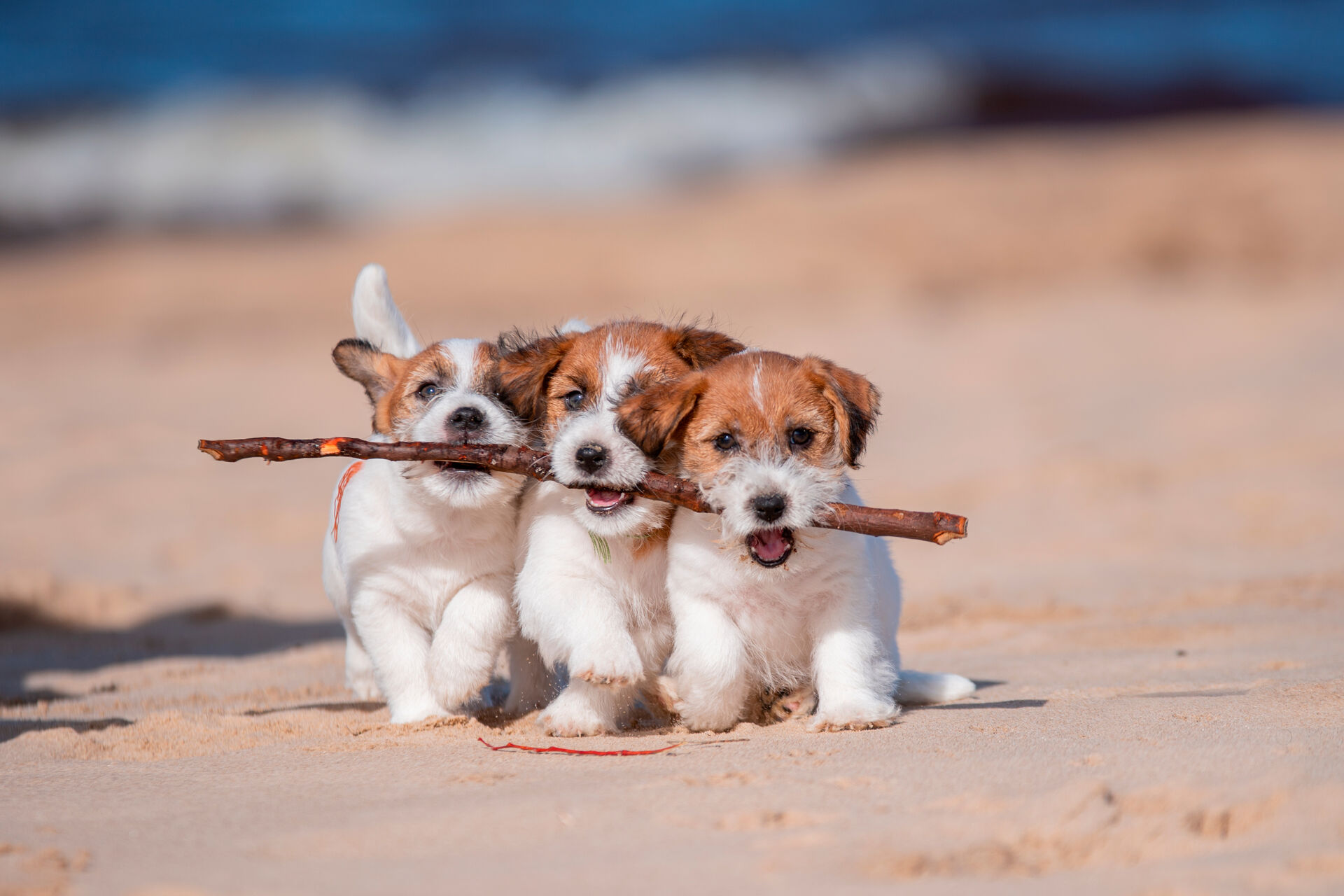 Drei Welpen laufen nebeneinander mit einem Stock im Maul über einen Strand.