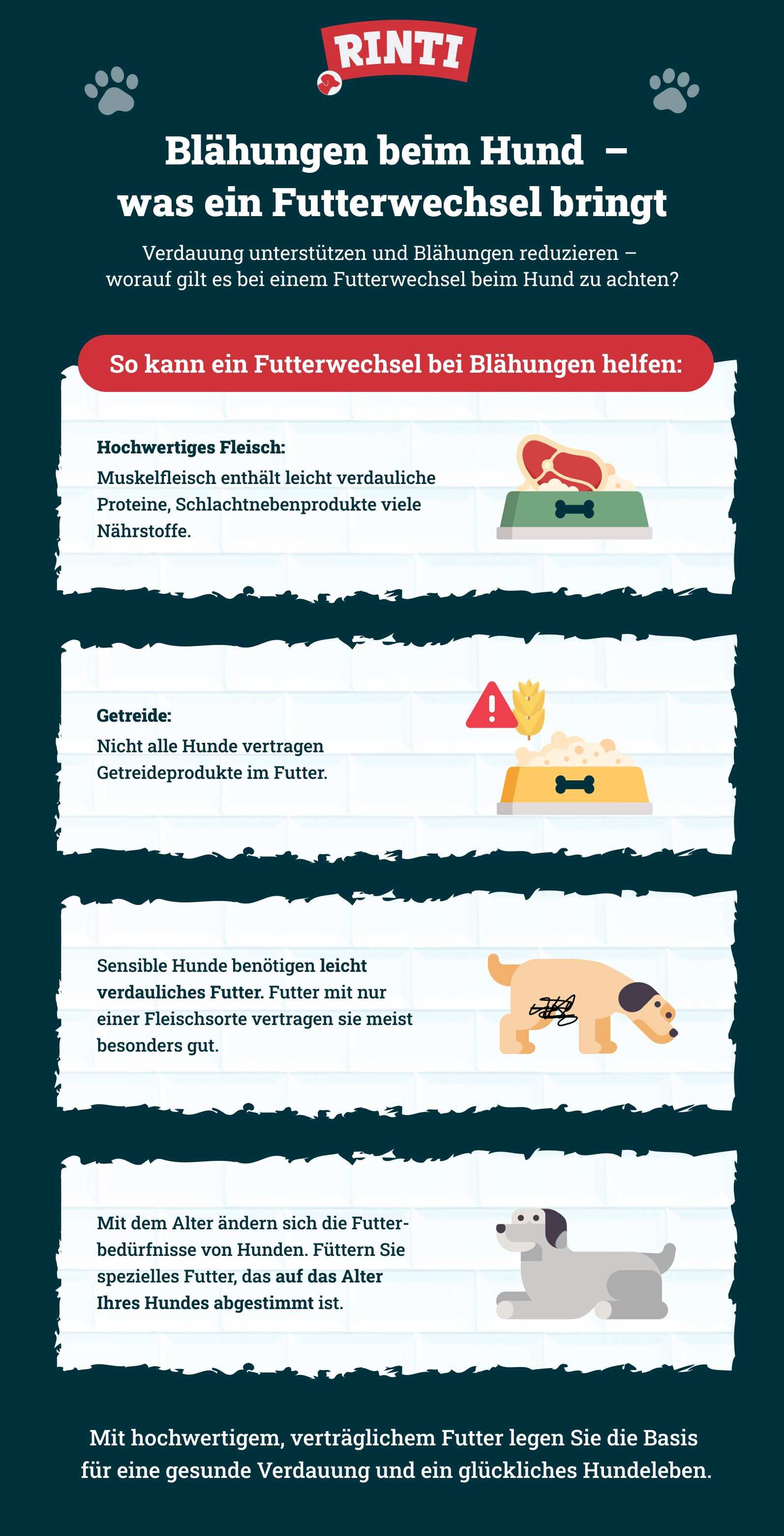 Infografik zu Blähungen beim Hund.