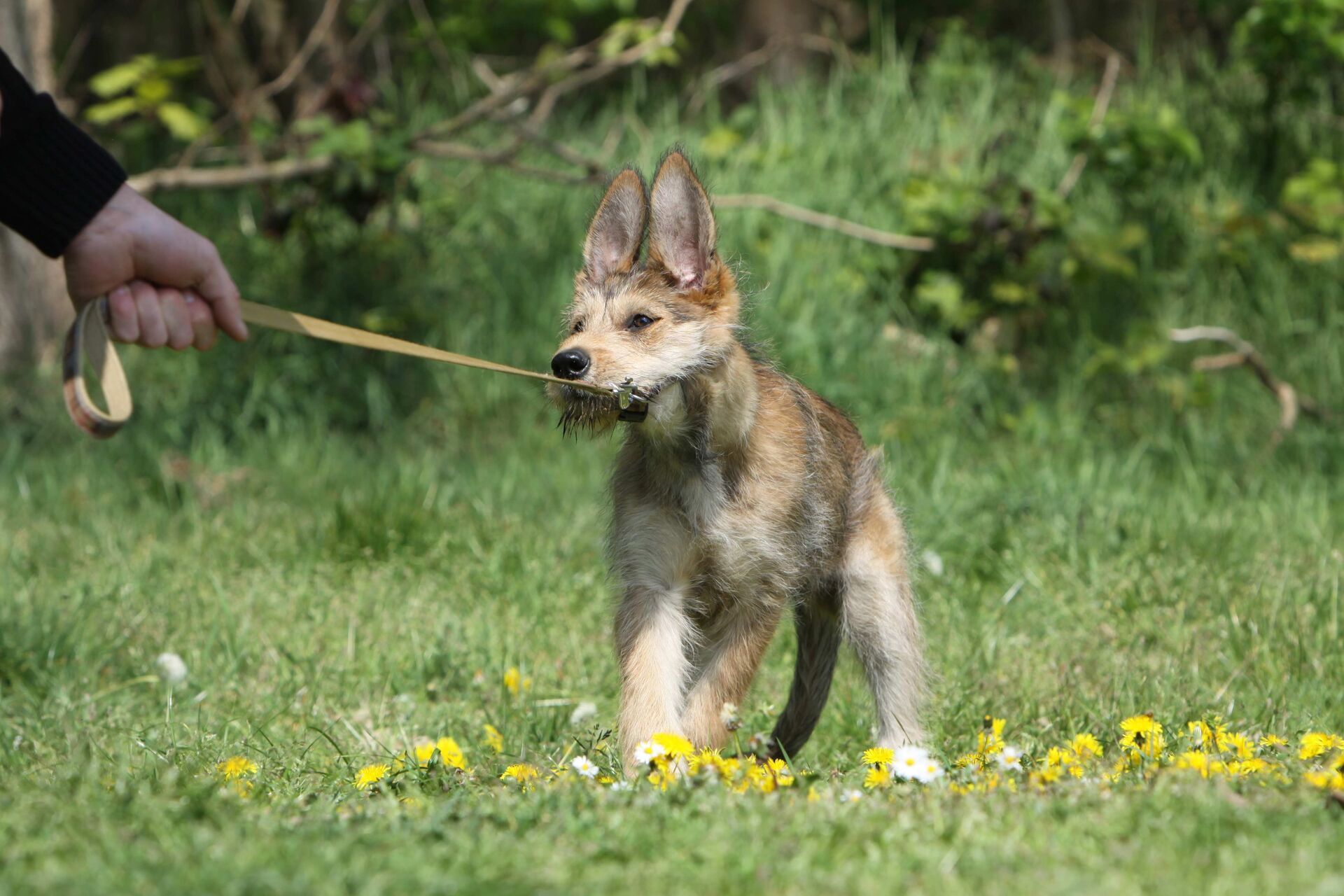 Ein Hund zieht stur an der Leine.