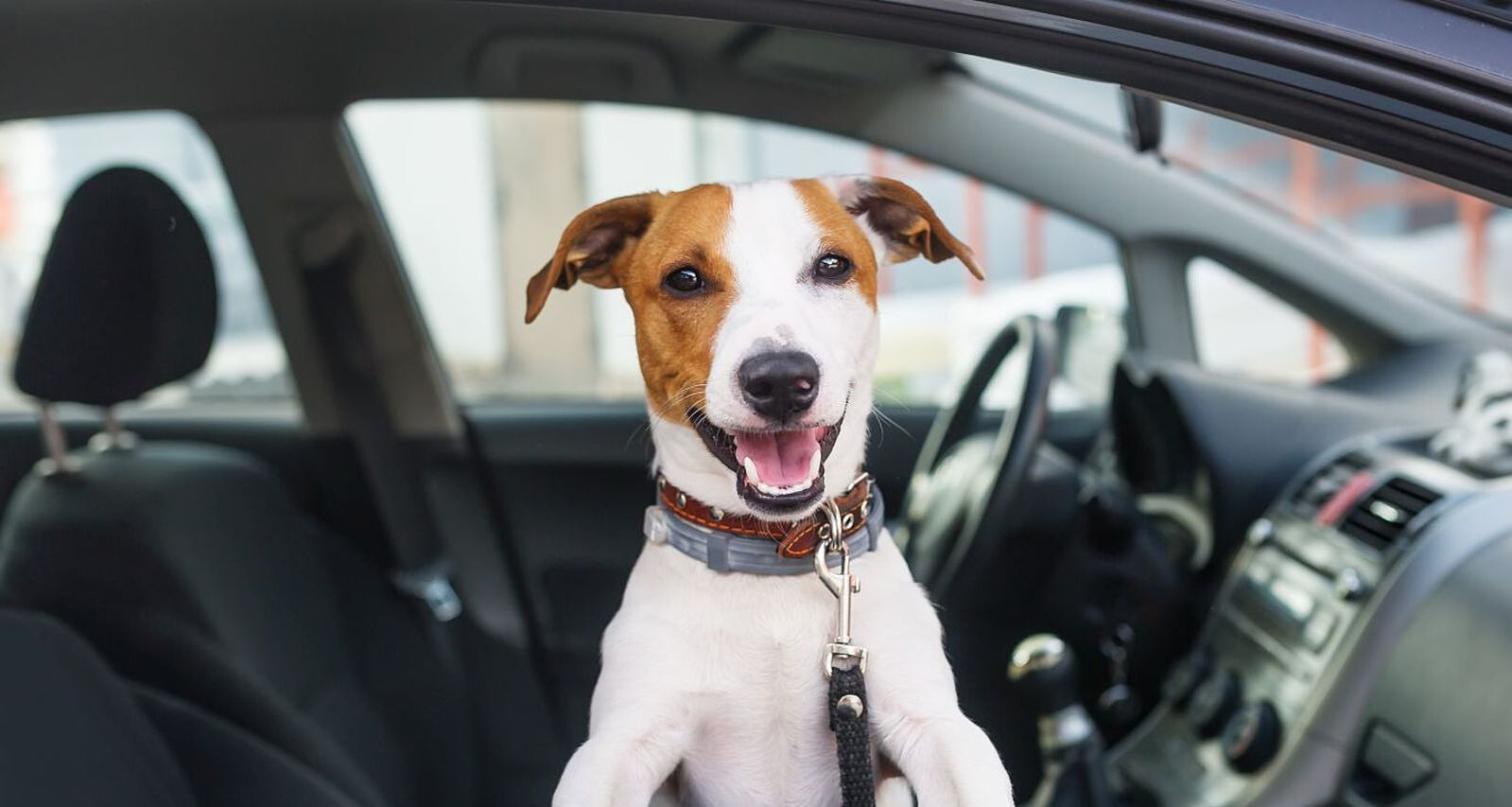 Auto fahren mit Hund – Sicher unterwegs