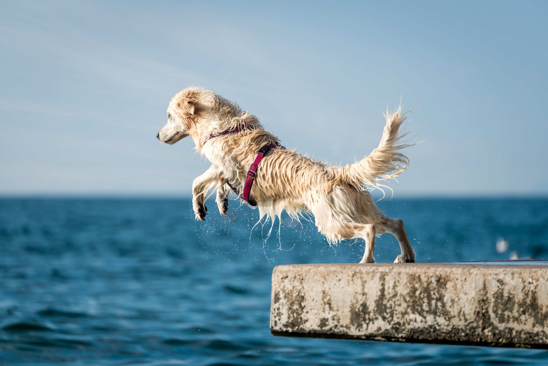 Hund springt von einem Steinsteg ins Wasser.