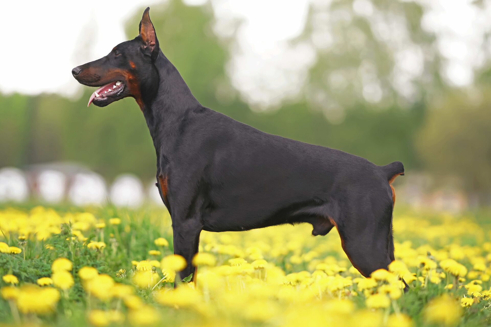 Dobermann mit kupierter Rute steht auf einer Blumenwiese.